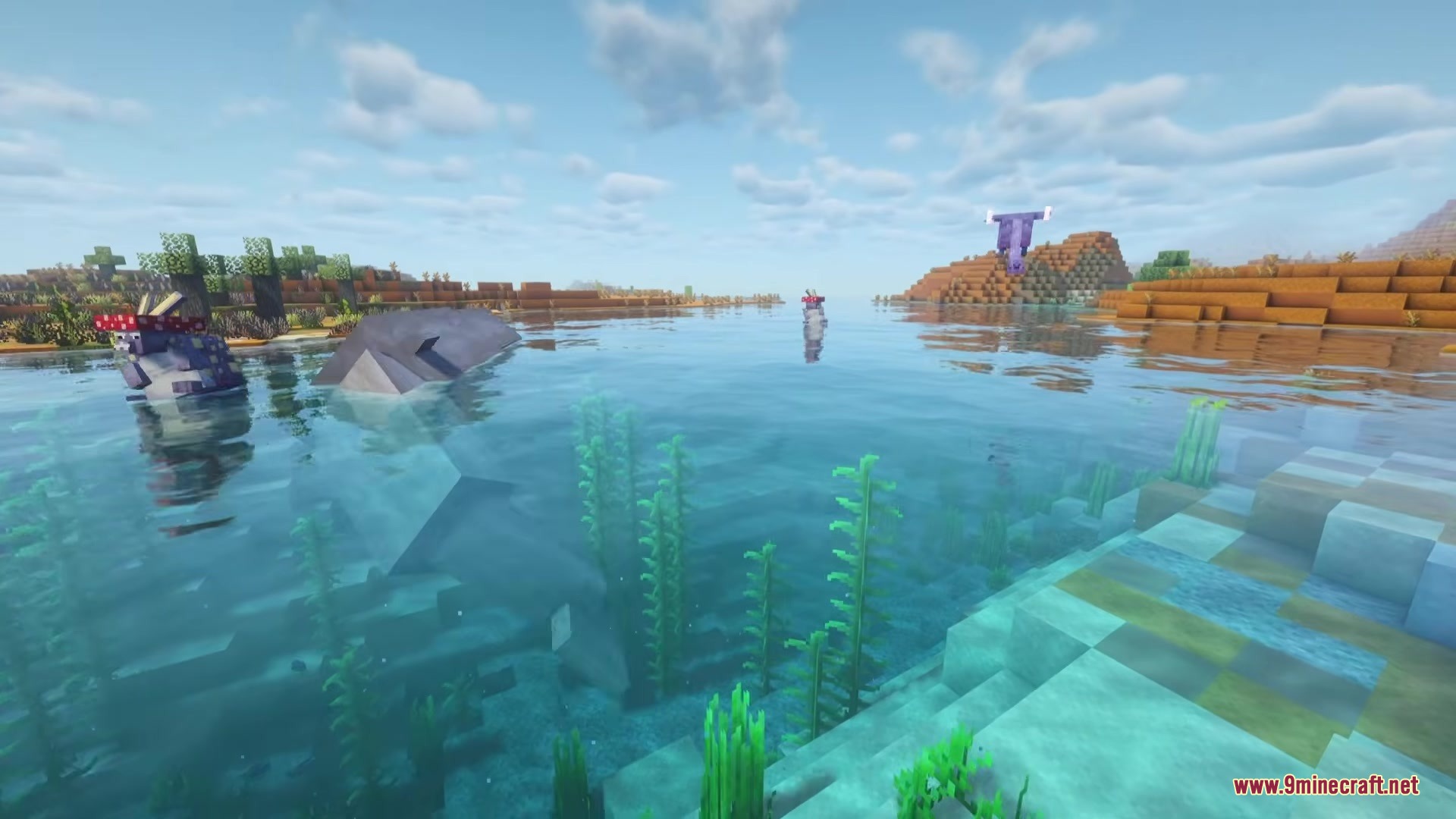 A large whale swims in clear water near a blobfish wearing a hat