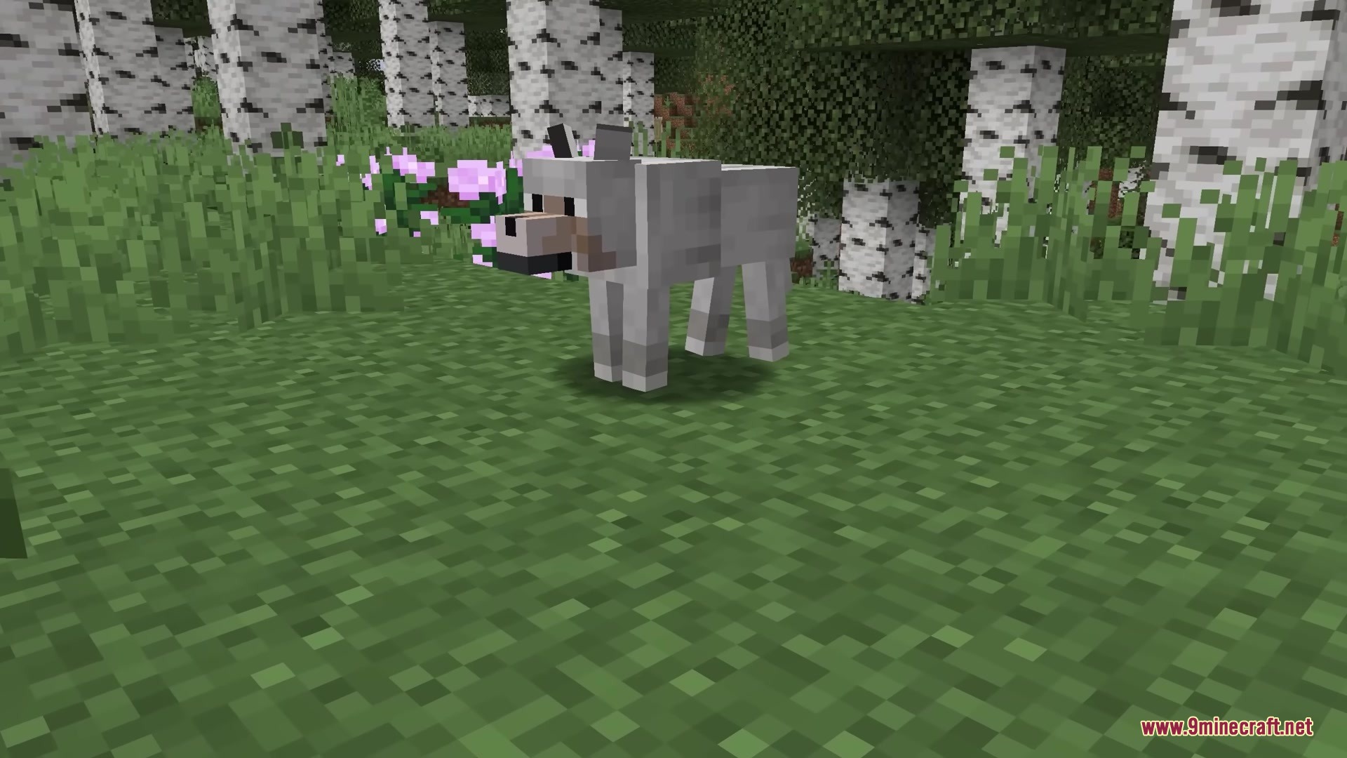 A Minecraft wolf with custom animations standing in a dense birch forest