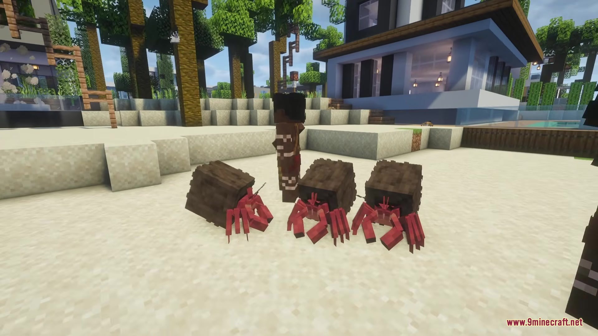 Three small hermit crabs with red legs and brown shells on the beach