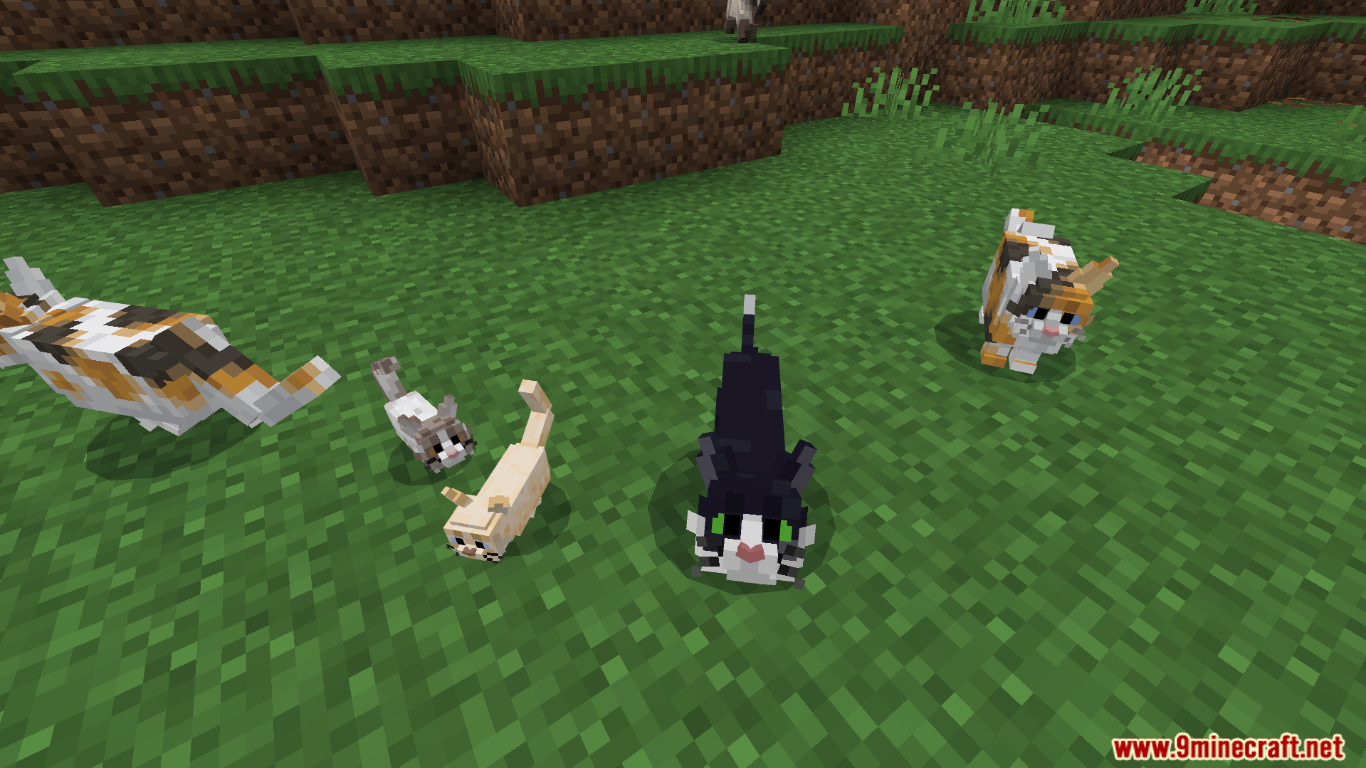 Better Cats Texture Pack Screenshot 3 Various cat breeds and kittens with unique textures standing on green grass