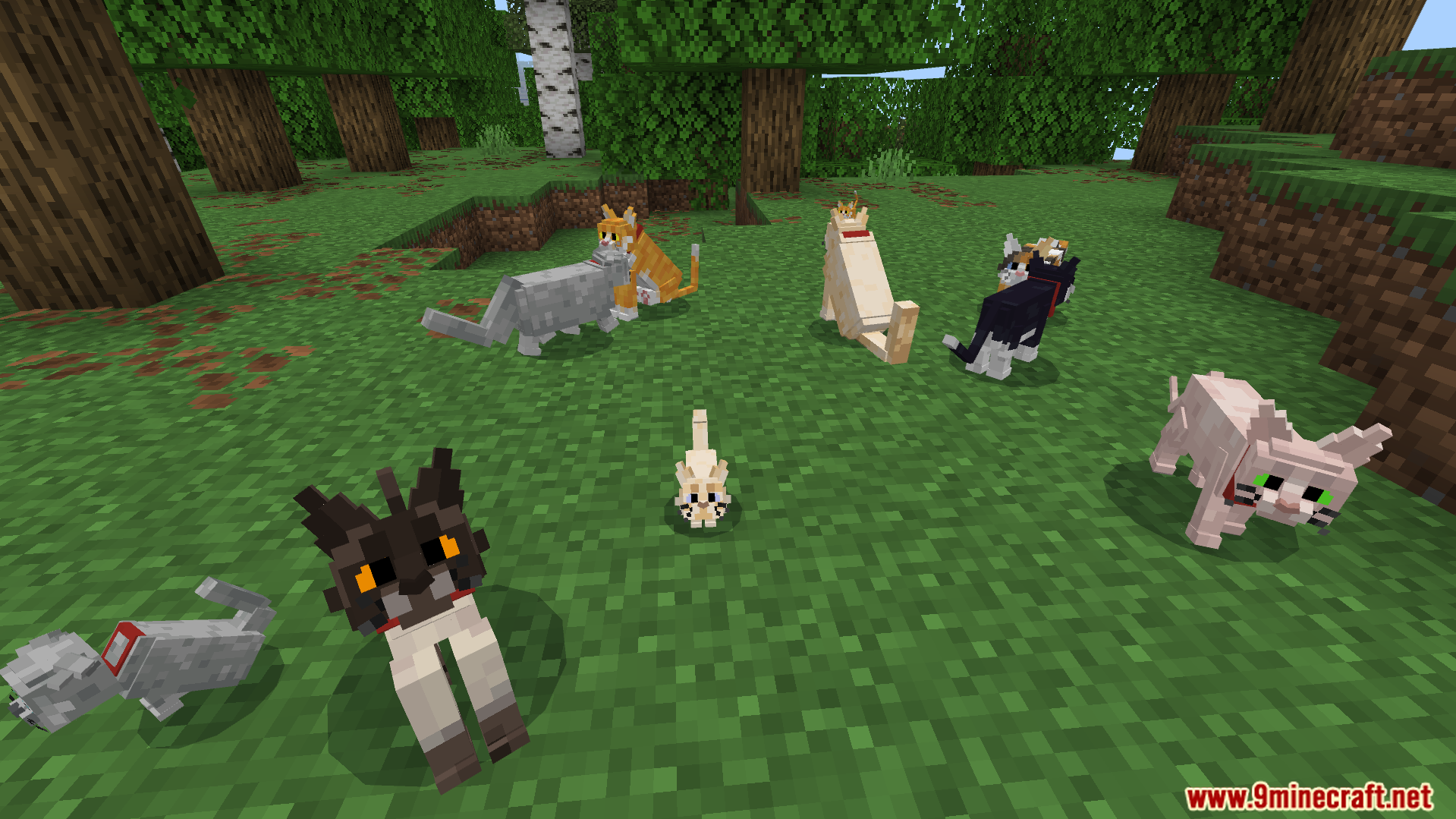 Better Cats Texture Pack Screenshot 6 New breeds with random eye colors and different tail lengths for pets