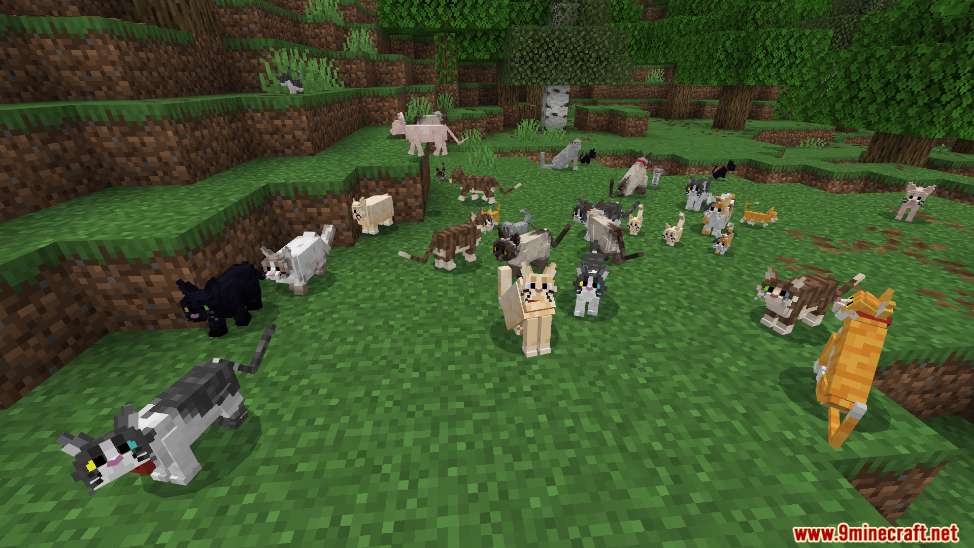 Better Cats Texture Pack Screenshot 7 Better Cats Texture Pack features many unique feline variations in a forest biome