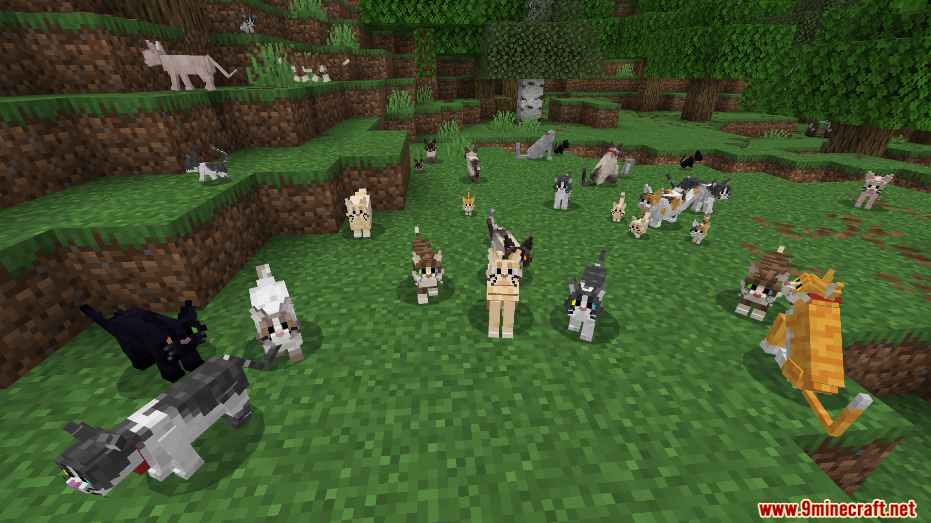 Better Cats Texture Pack Screenshot 8 New feline breeds including British Shorthair and Sphinx variants in a forest