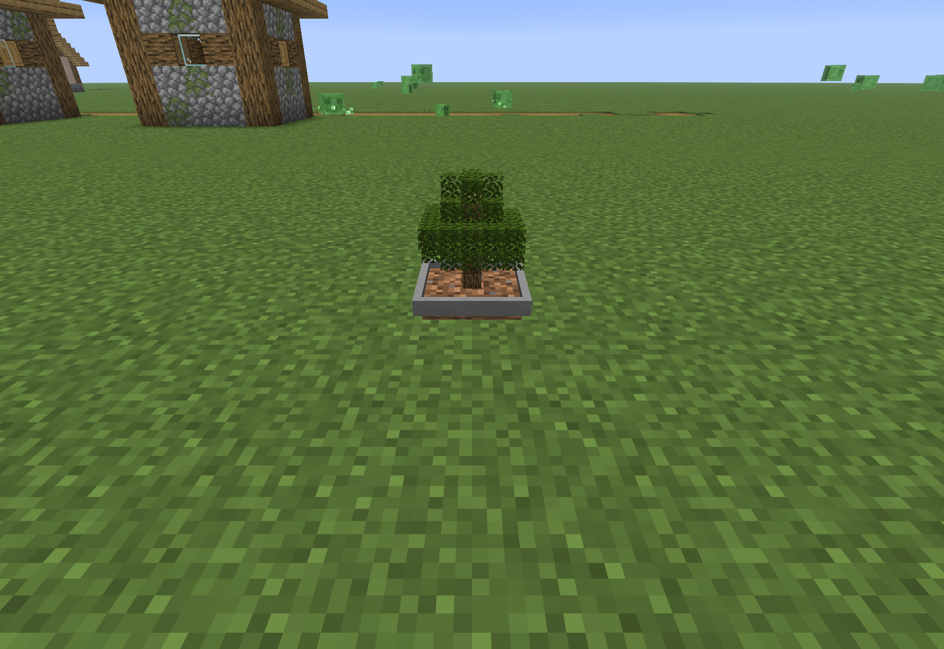 A single oak bonsai growing shrunken inside its pot, up close.