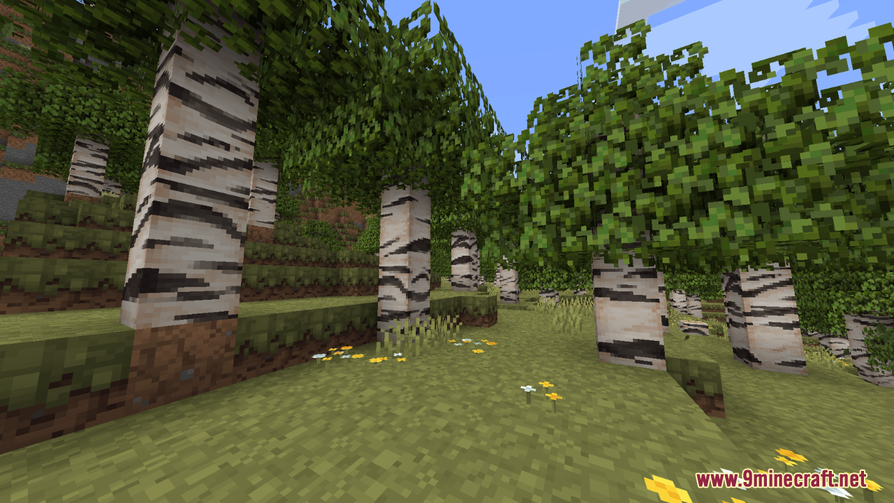 Birch trees with unique bark textures standing in a grassy forest clearing