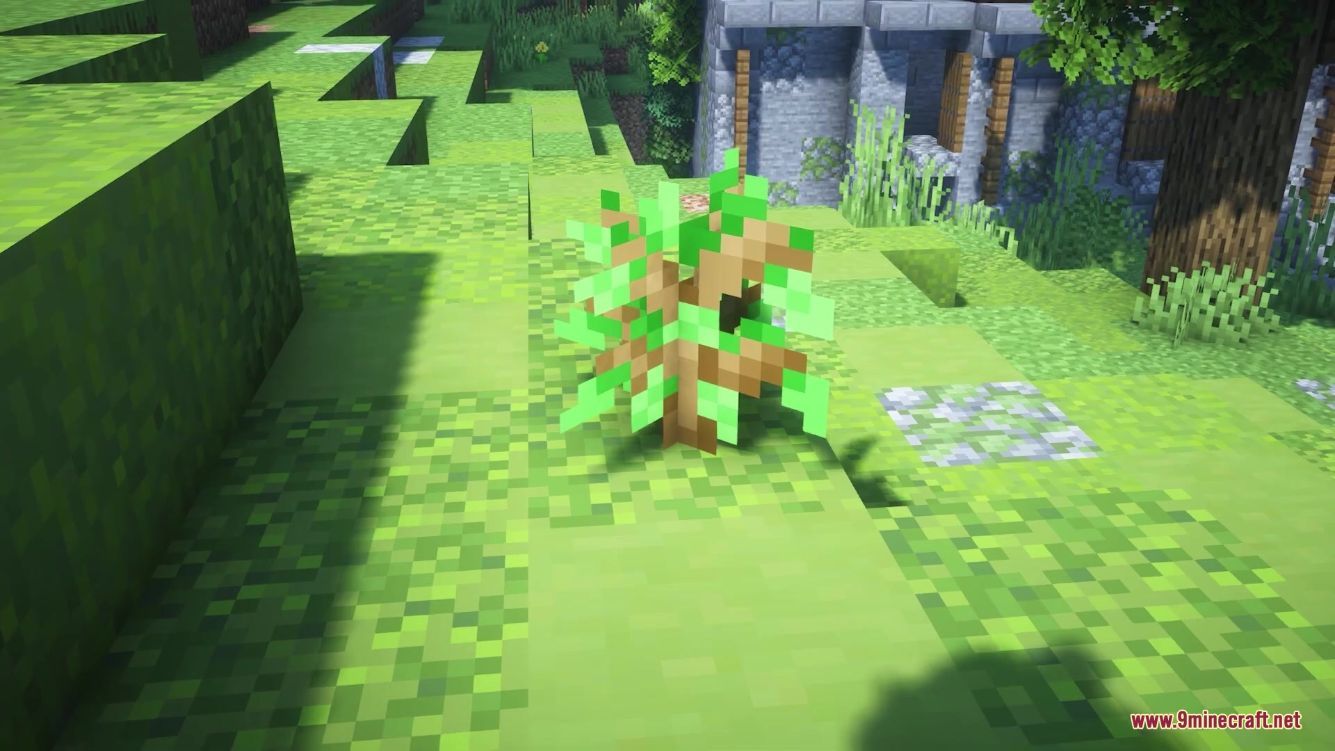 A small leafy sapling planted on a grassy hill in Minecraft
