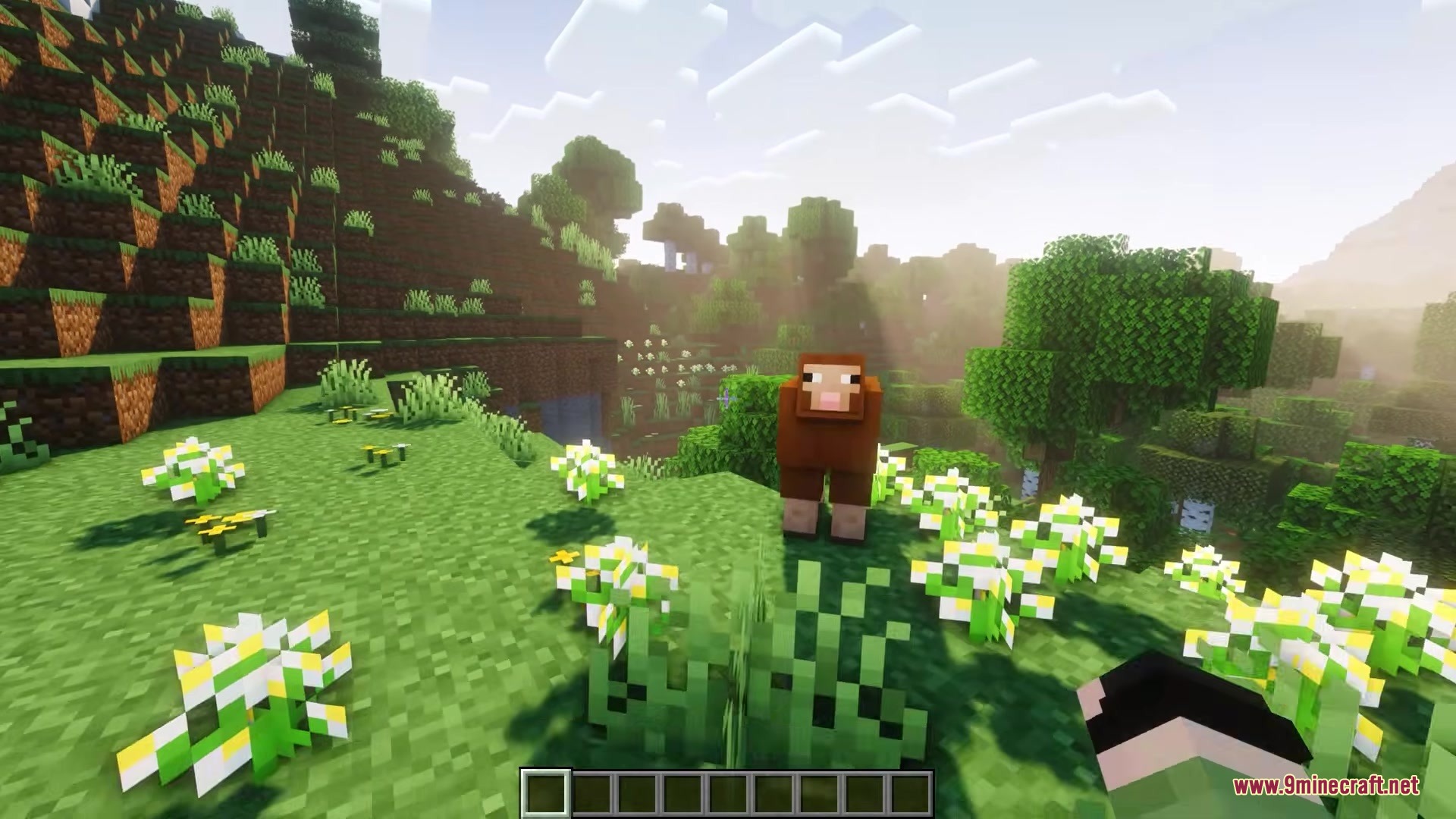 A brown sheep stands on a grassy hill surrounded by white flowers