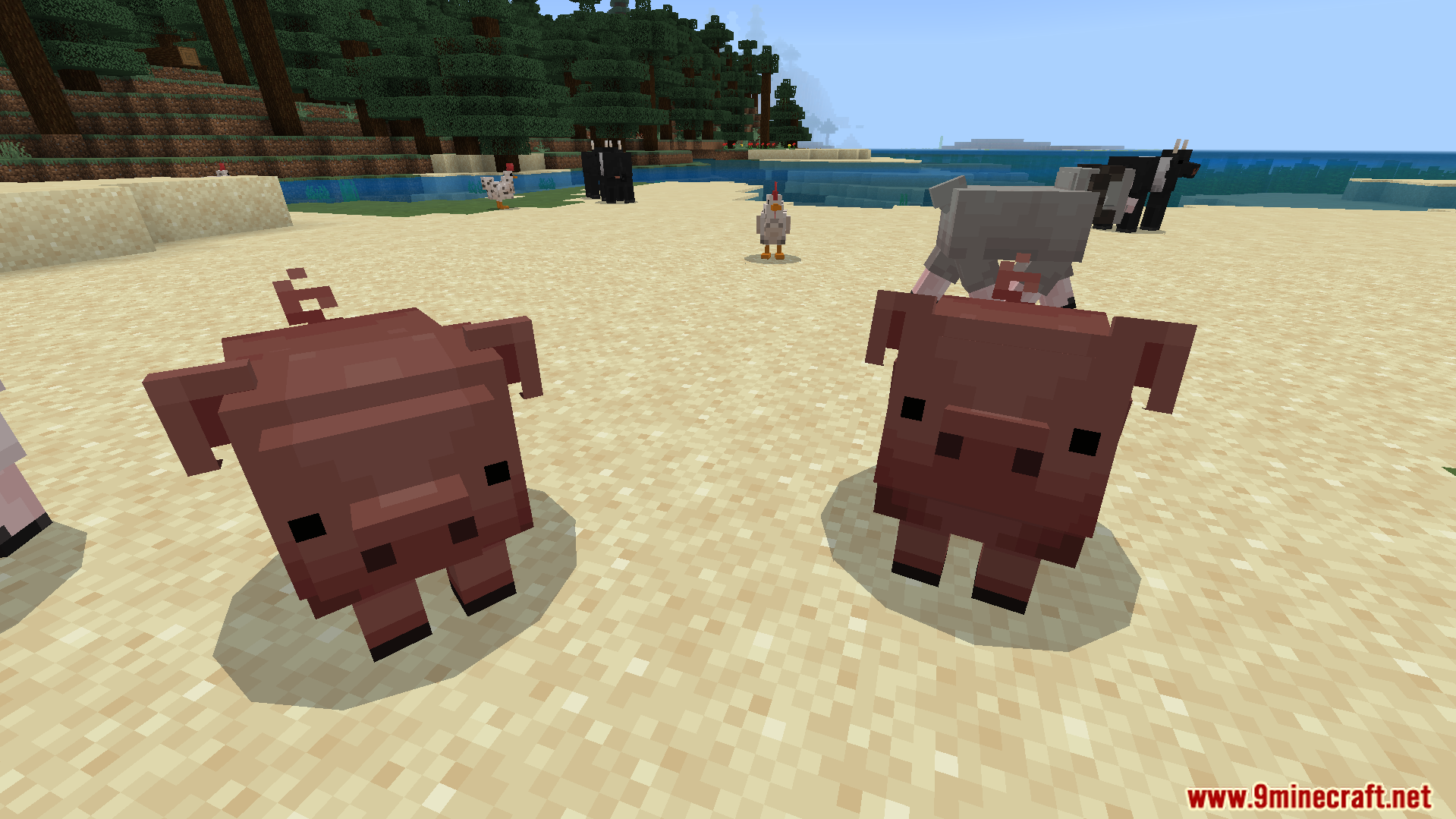 JellyJams Texture Pack Screenshot 5 Two pigs with floppy ears from JellyJams Texture Pack on a beach