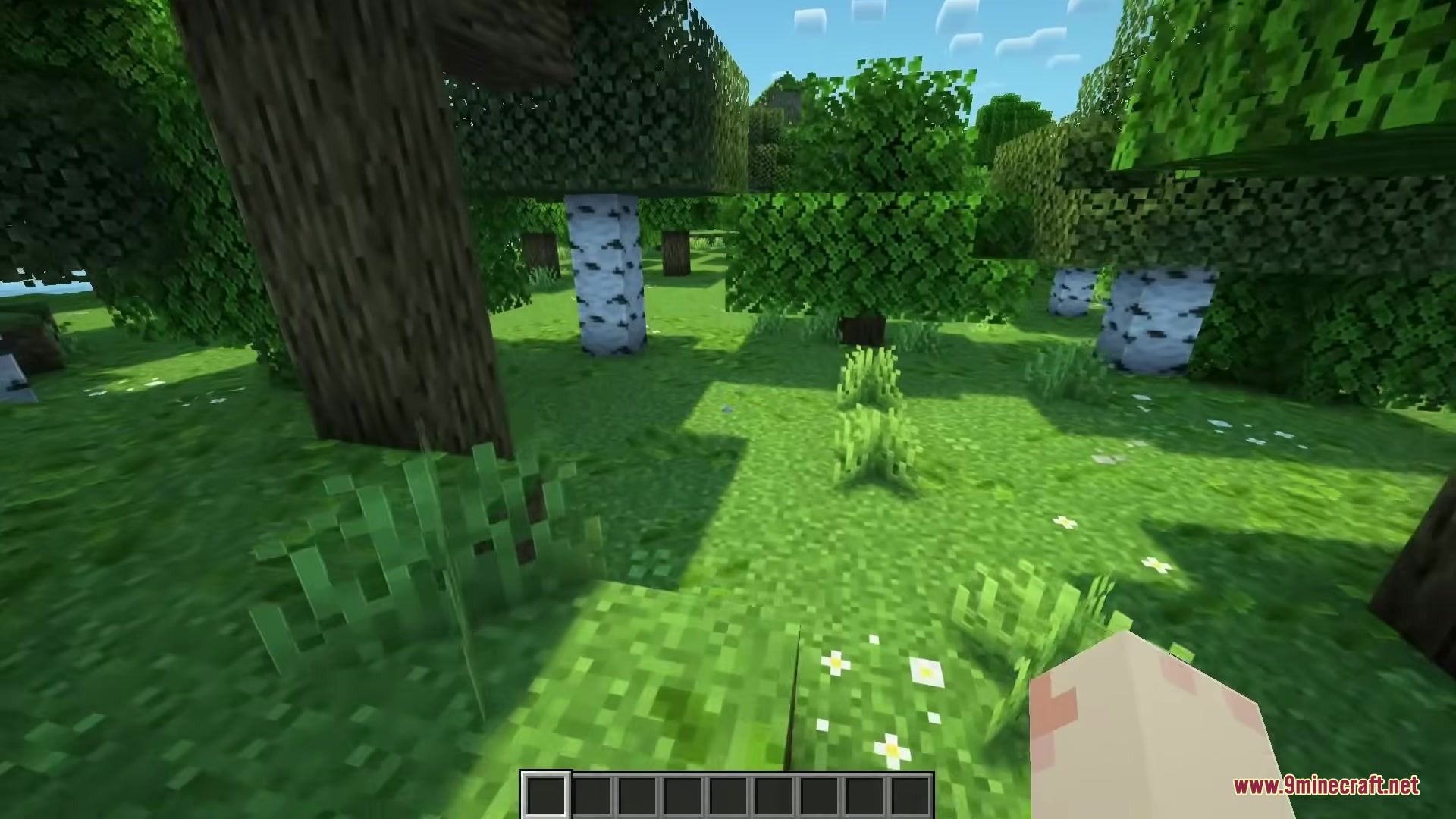 Vibrant green fallen leaves cover the ground in a birch and oak forest