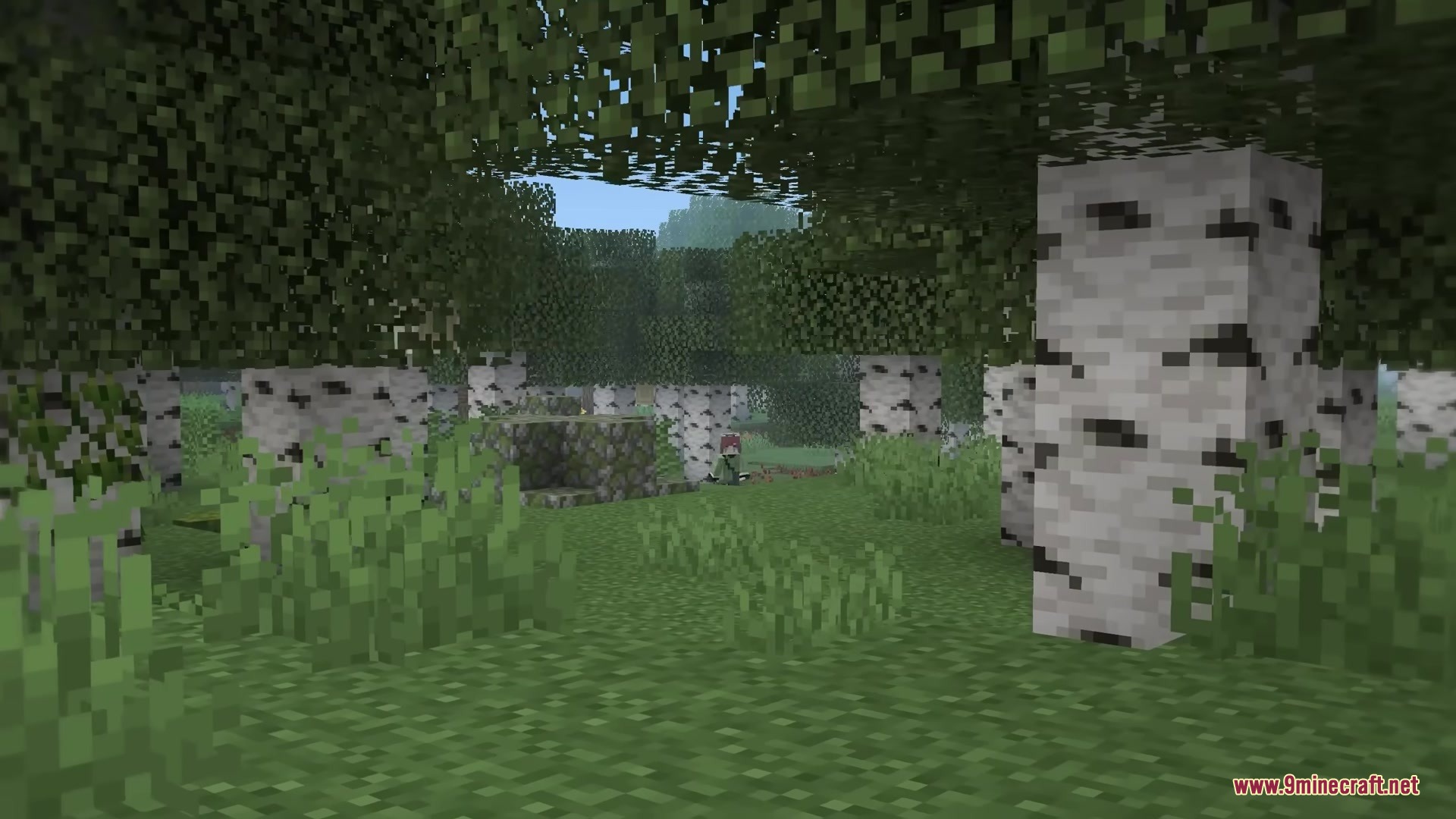 Mc Alive Leaves Resource Pack Screenshot 5 A player explores a dense birch forest with swaying green leaves