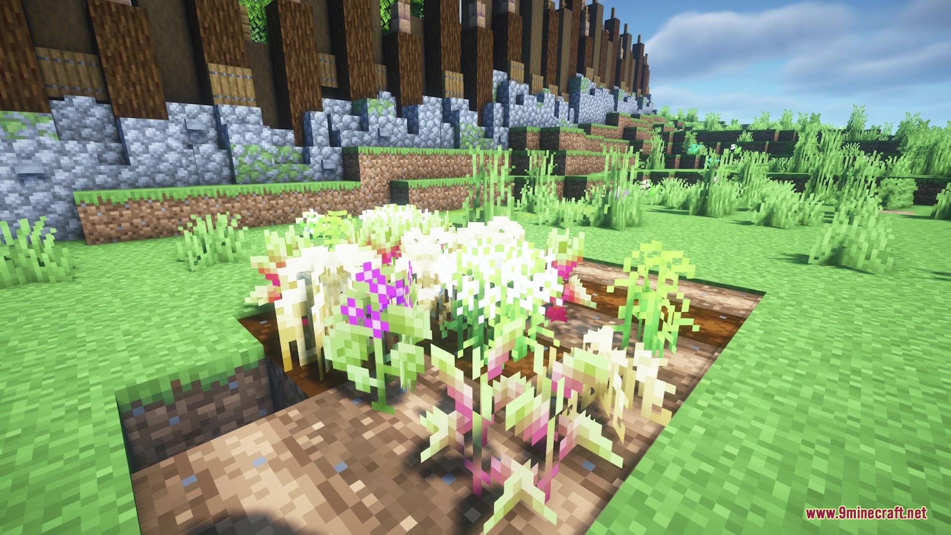 Close up view of diverse crops growing in a small farm plot