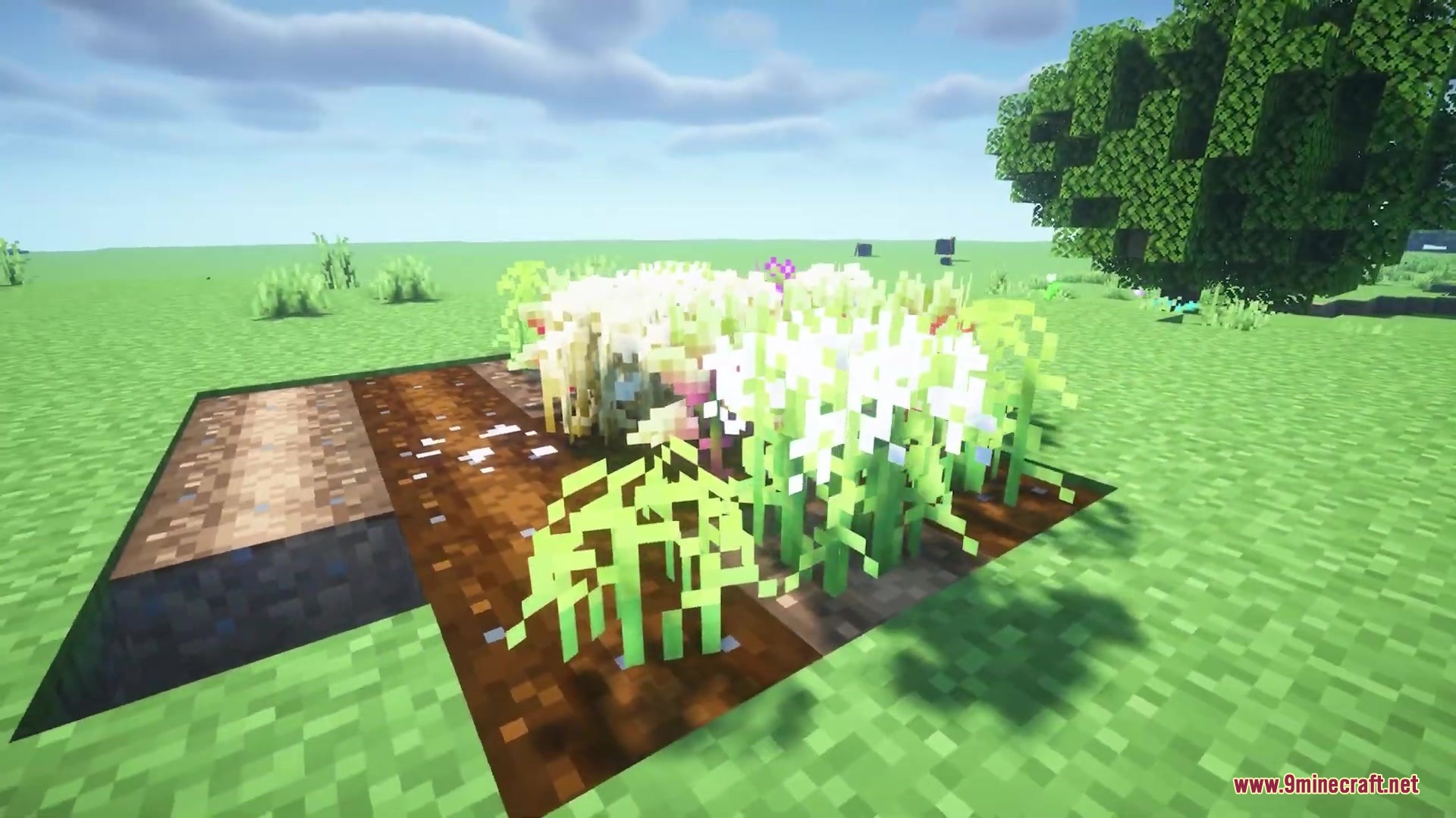 Minecraft farm plot showing crops with varied shapes and natural rotations