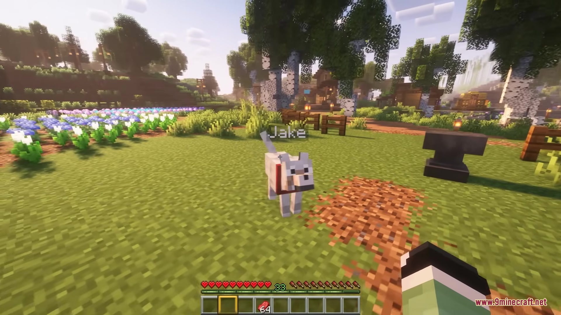 A tamed wolf named Jake stands in a field near an anvil