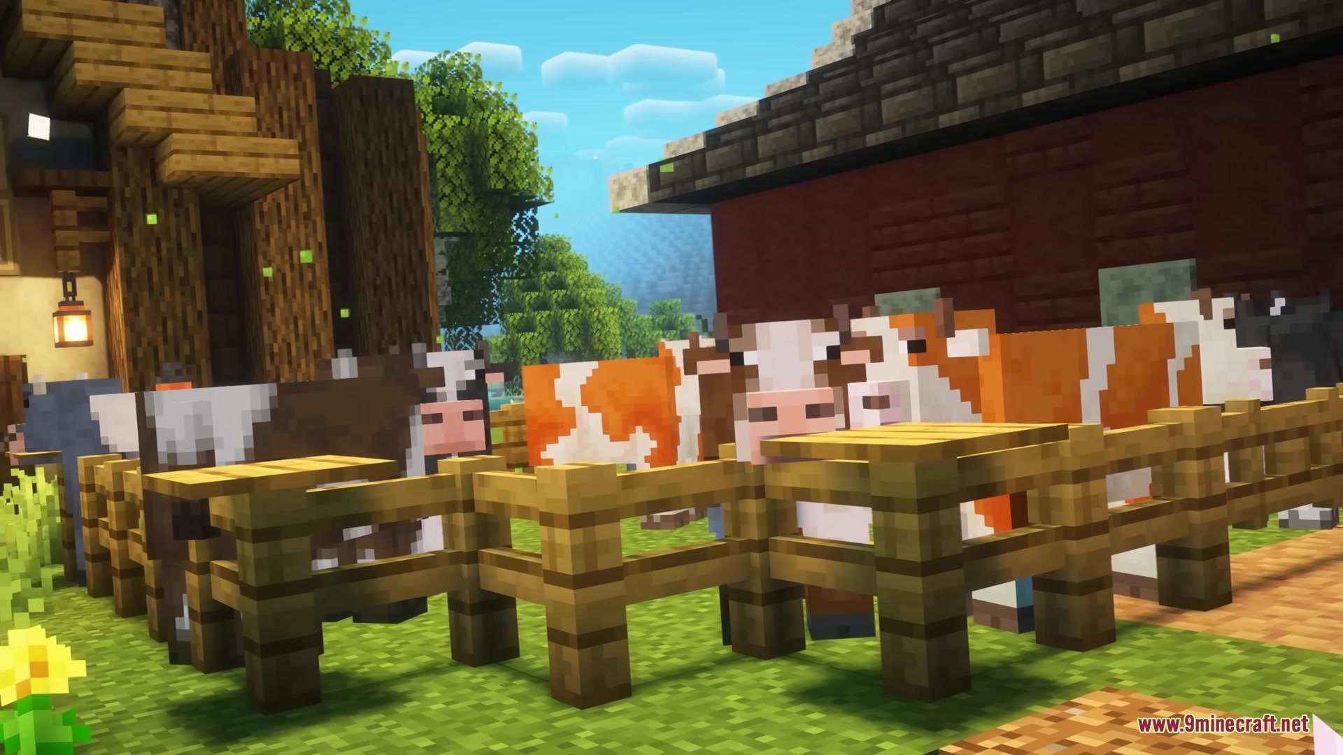 Prettier Parrots Resource Pack Screenshot 2 Different types of cows standing together inside a wooden fence farm area