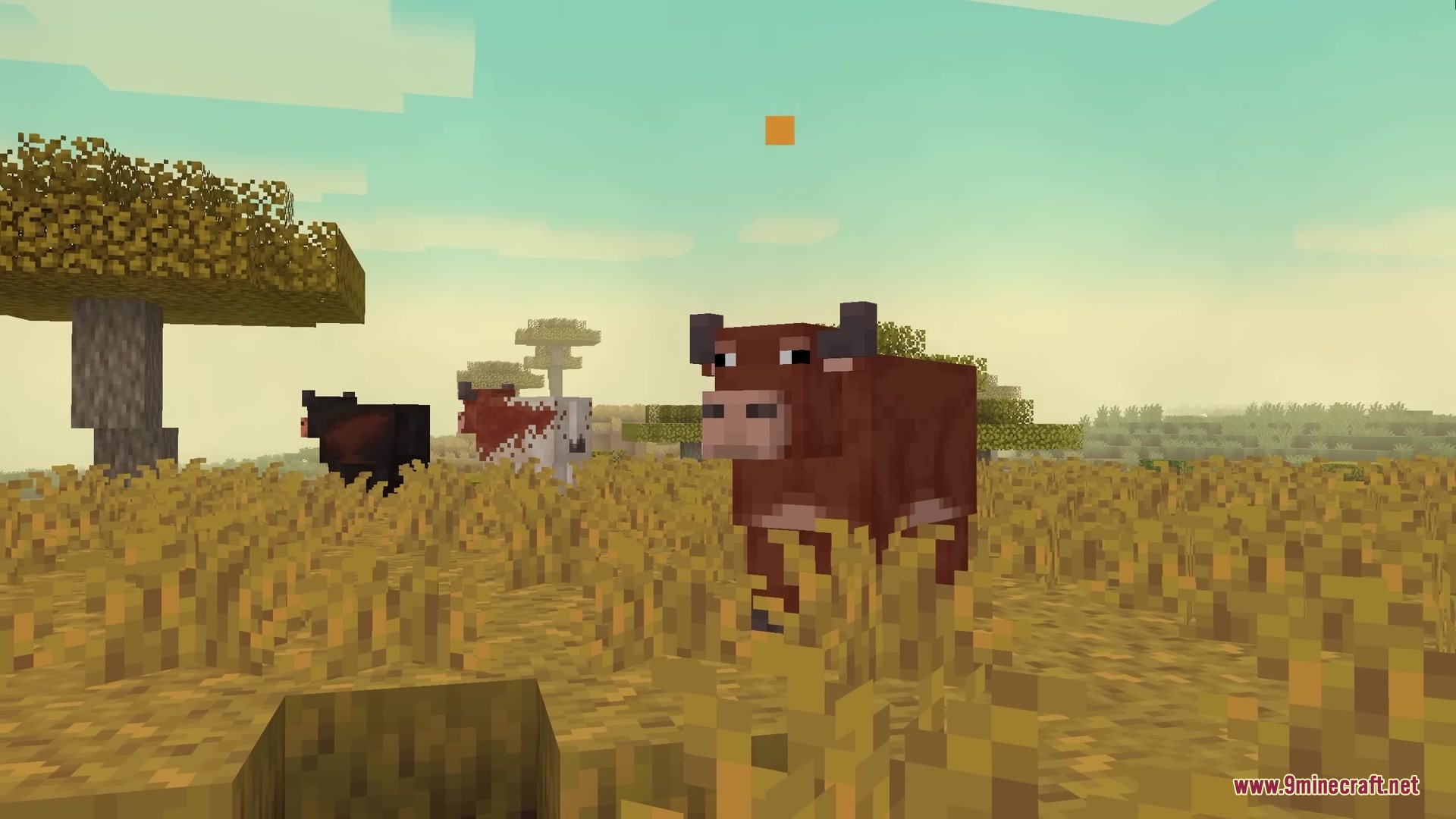 Prettier Parrots Resource Pack Screenshot 6 Brown and white cattle standing in a wide savanna biome with tall grass