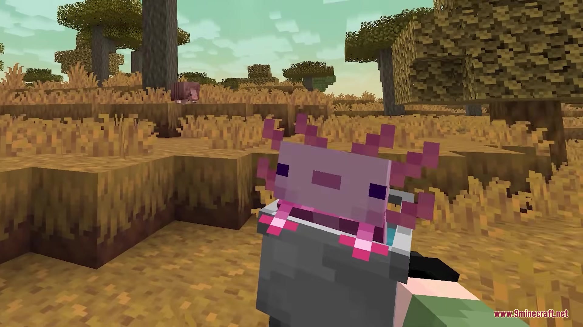 A player holding a three dimensional bucket with a purple axolotl in a savanna