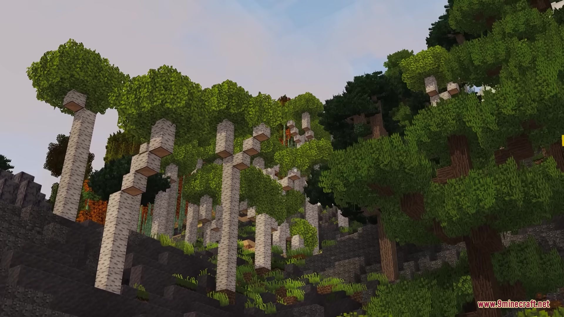 Unique birch trees with thick green leaves grow on a rocky hillside slope