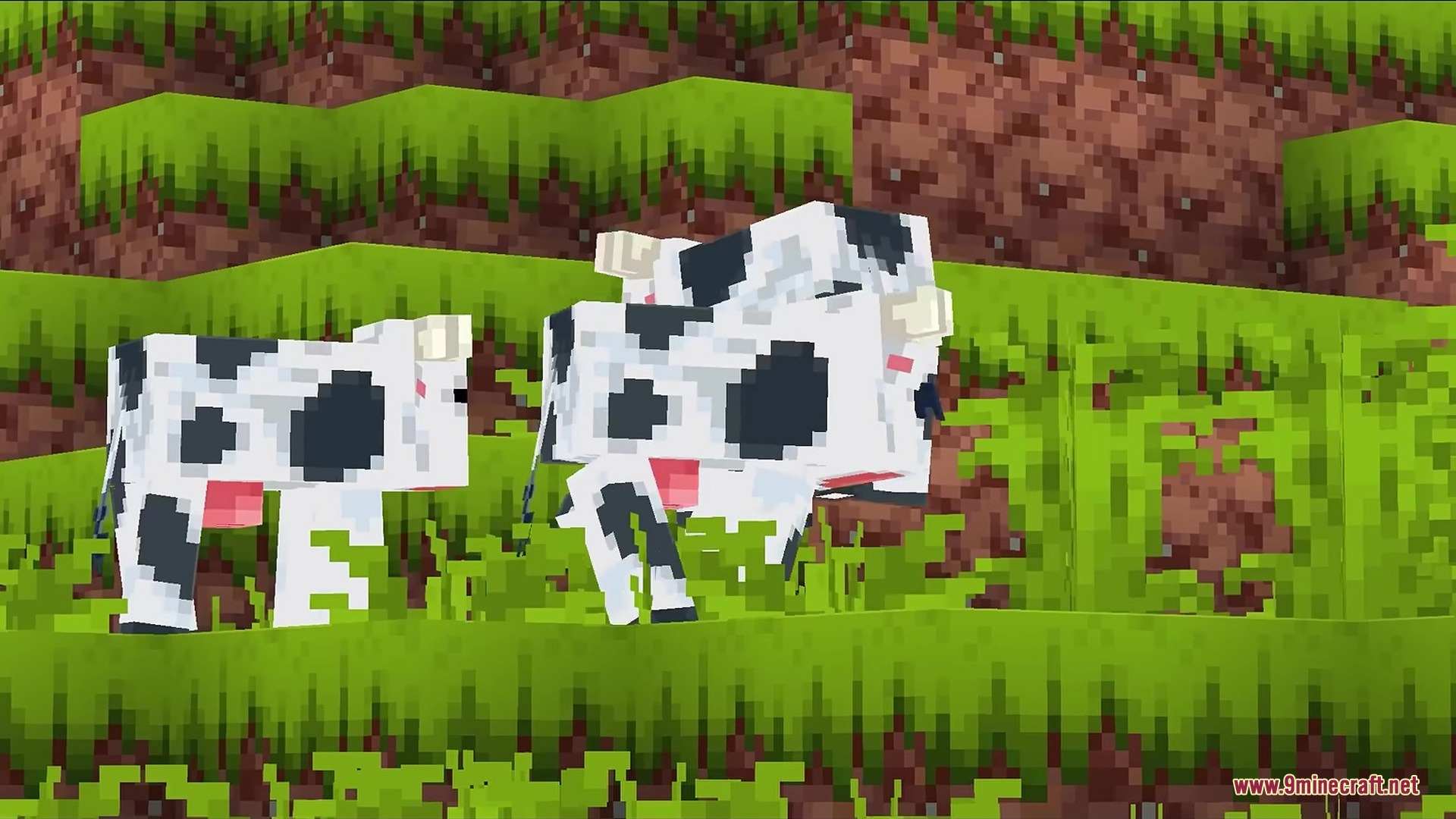 Two black and white cows standing on a vibrant green grassy hill