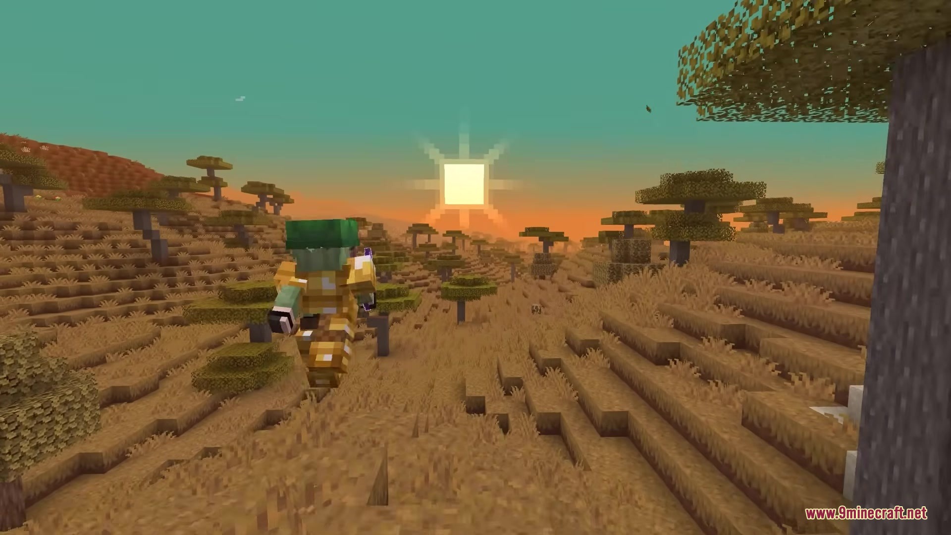 A player wearing golden armor walks through a savanna biome at sunset