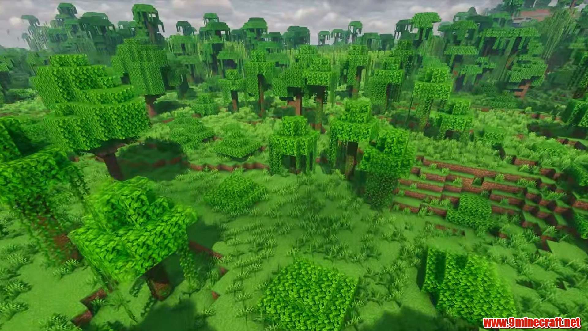 Level plains framed by birch trees