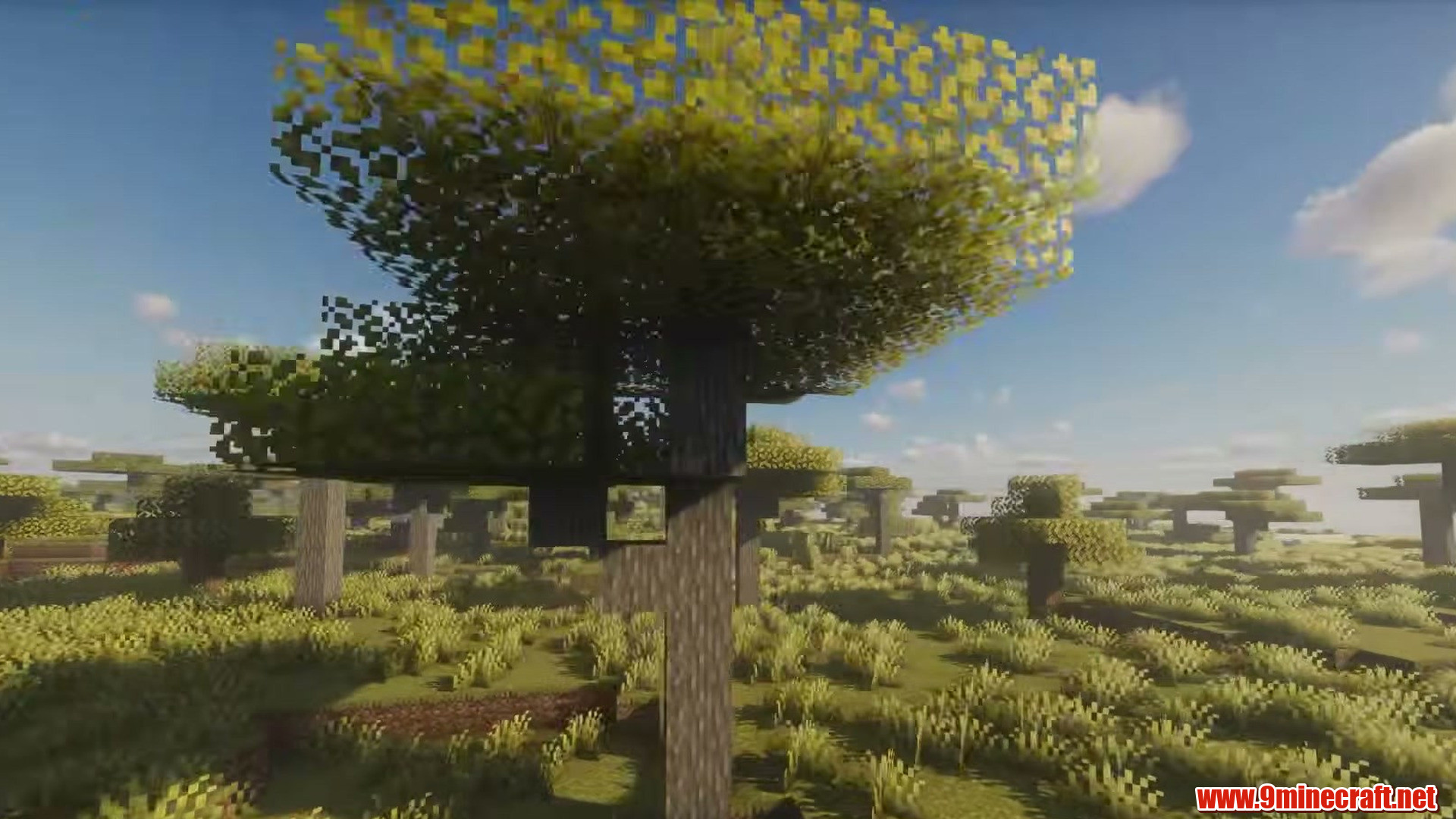 Acacia trees across the savanna flat