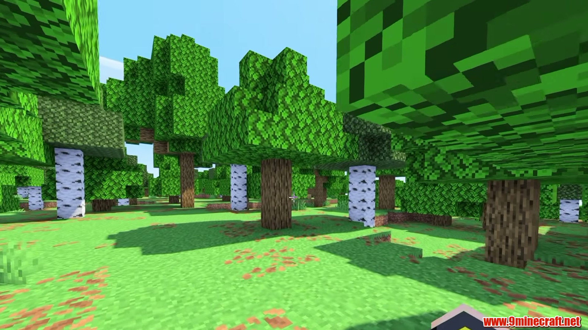 Birch grove on the continent island