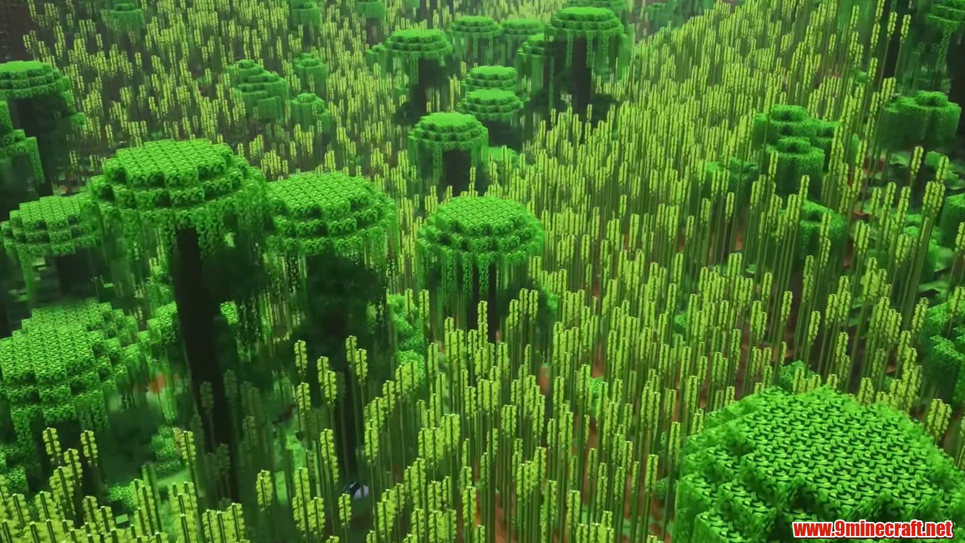 Dense bamboo forest covering the steep spawn terrain