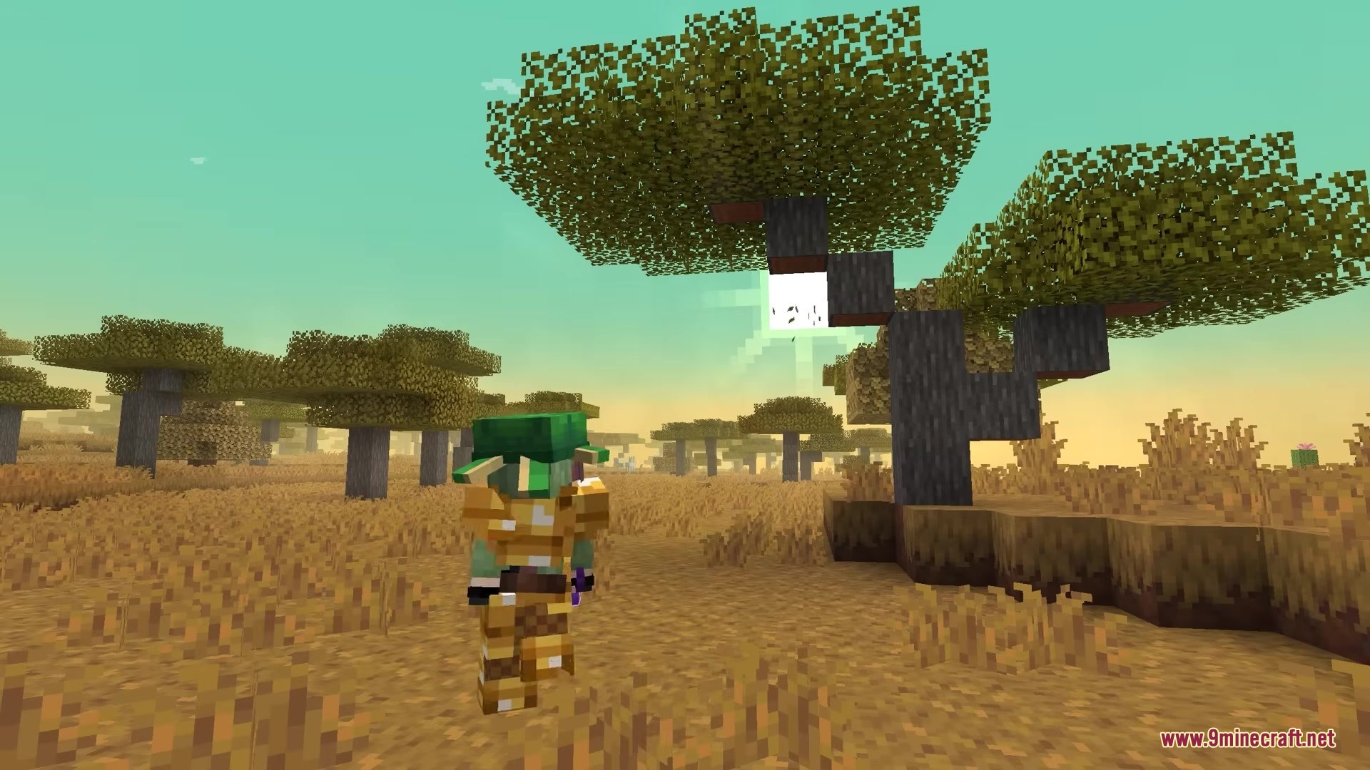 A Minecraft player explores a savanna biome with acacia trees at sunset