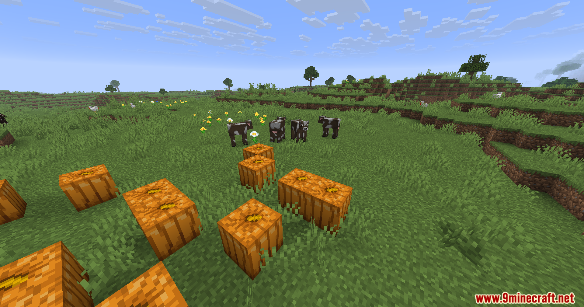 WayGL Mod Screenshot 4 A group of cows and calves graze near pumpkins in a field