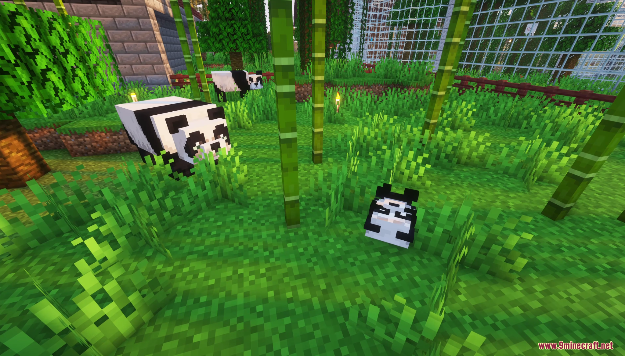 Several pandas sitting and walking in a green bamboo forest enclosure
