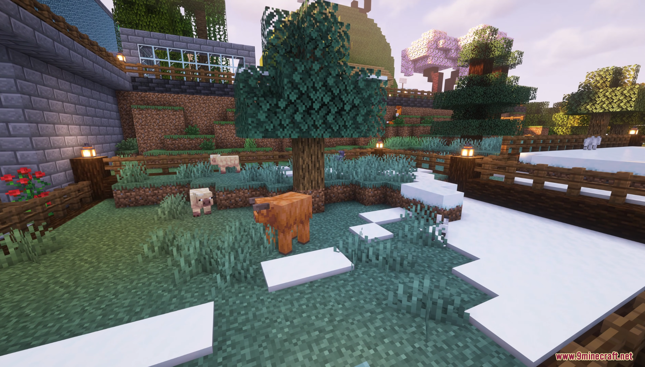 A brown cow grazing in a snowy pen with trees and wooden fences