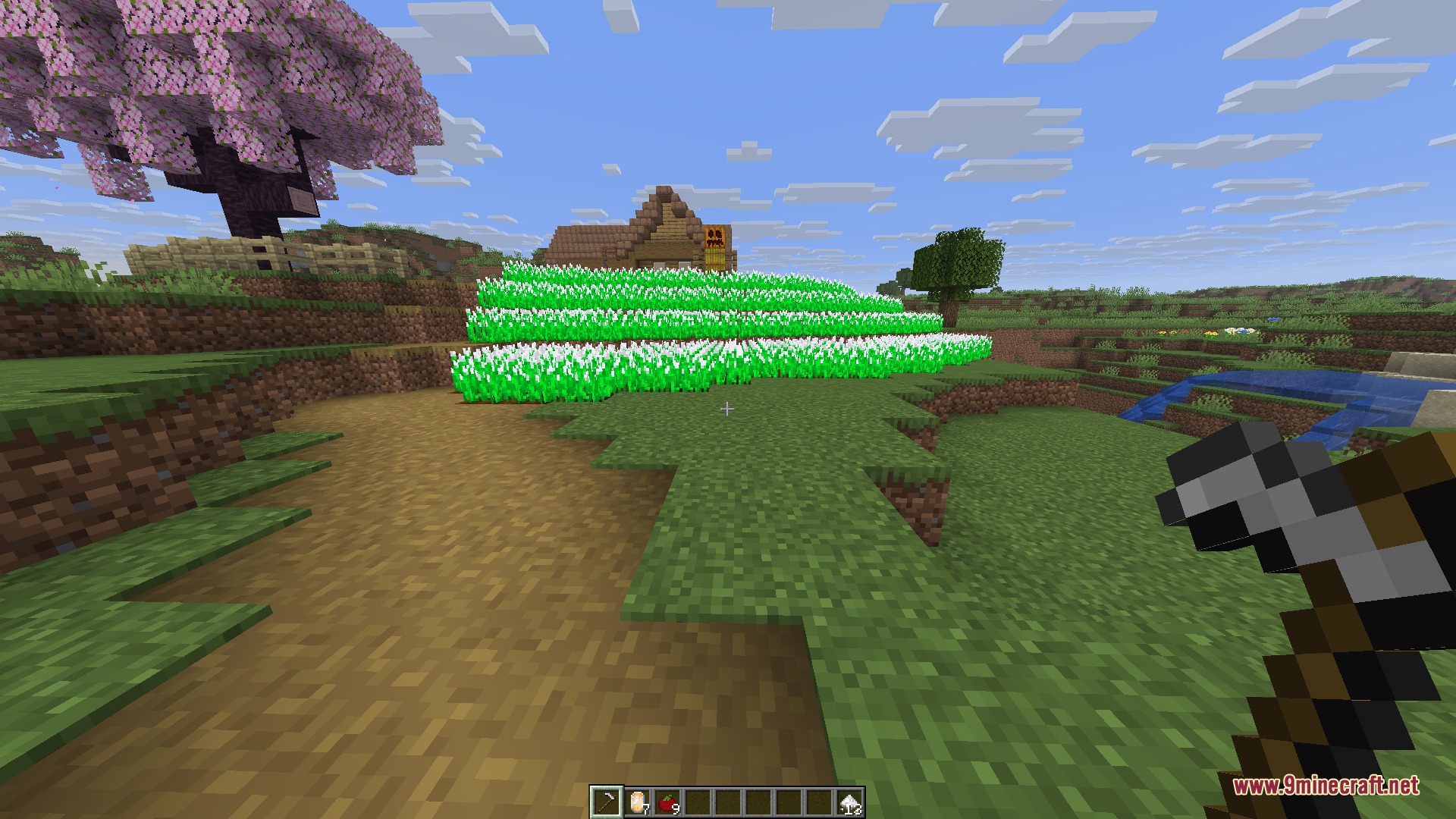 Large field of white rice crops growing near a cherry blossom tree