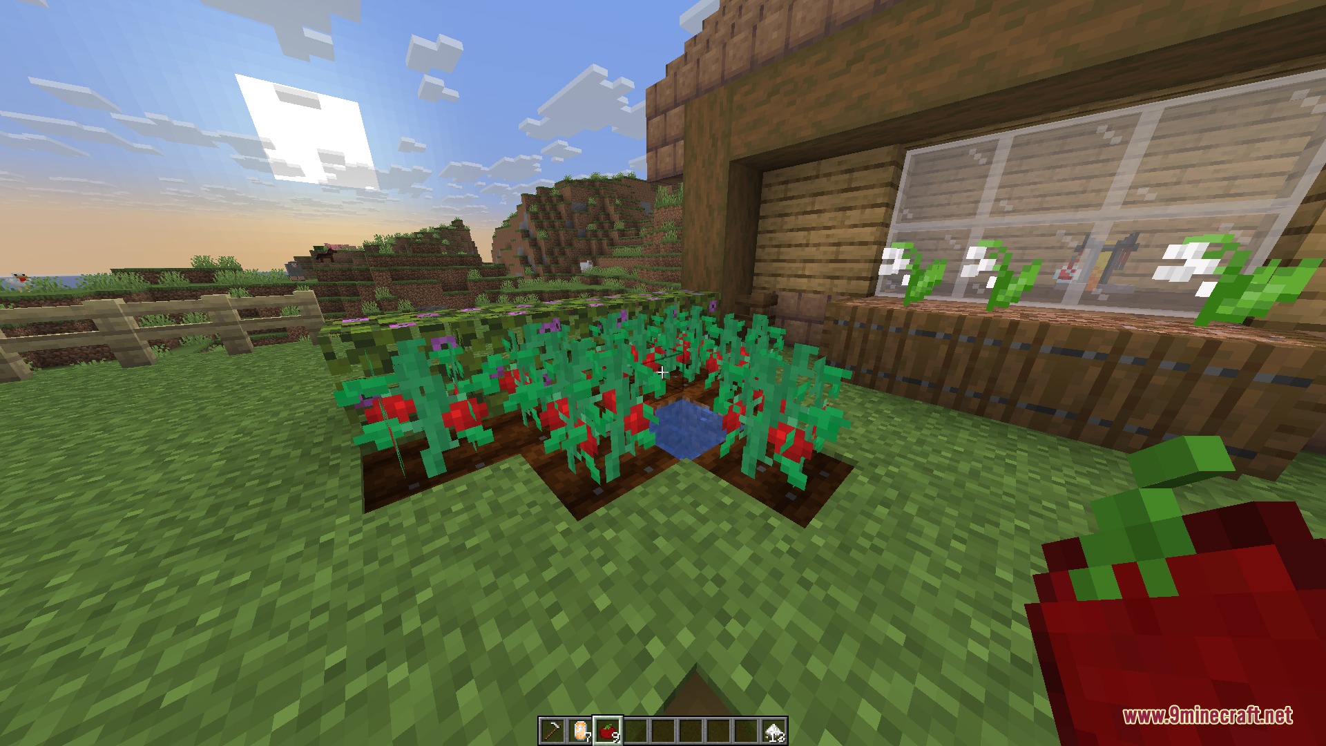 Player harvesting red tomatoes from a garden bed next to a wooden house