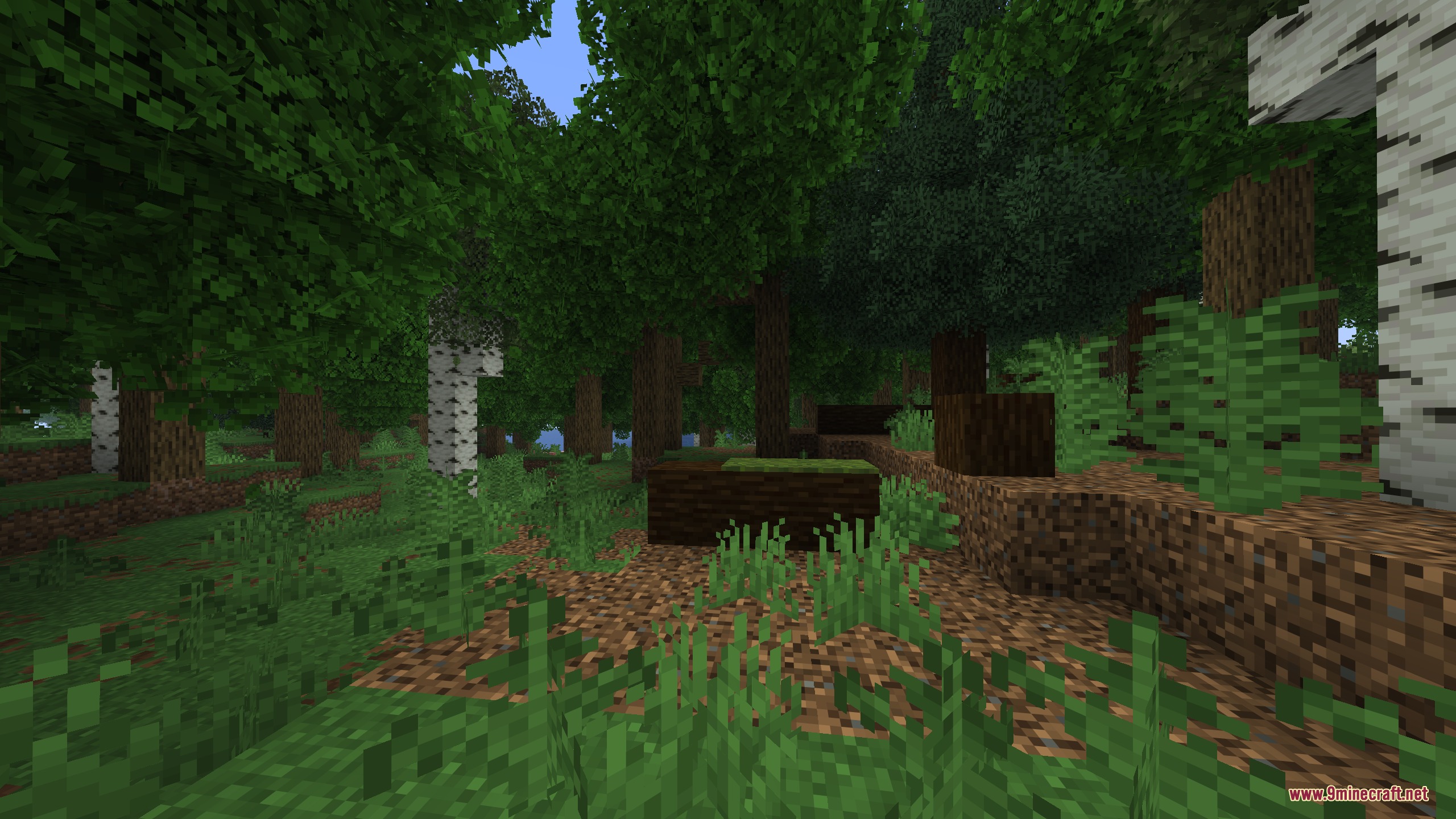 Artemis Better Biomes Mod Screenshot 1 Sunlight filters through the canopy of a dense forest with tall realistic trees