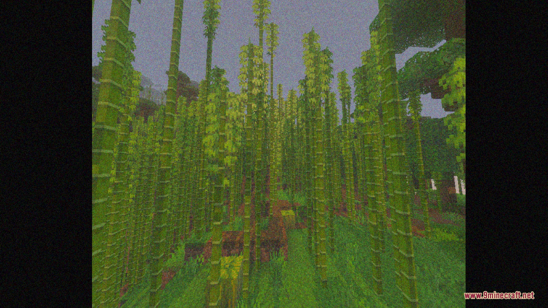 A dense bamboo forest viewed through a grainy retro VHS camera filter