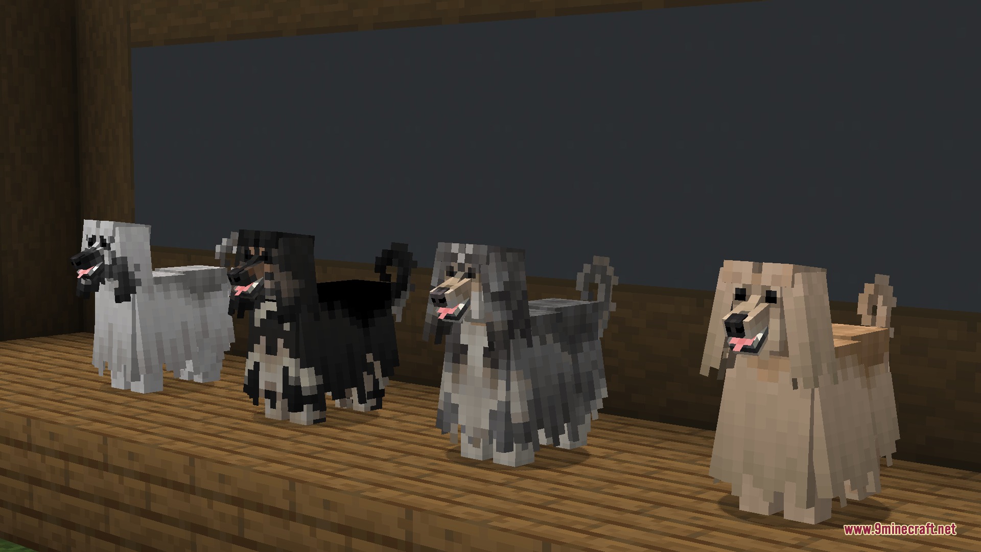 Four long haired dogs of different colors standing on a wooden platform