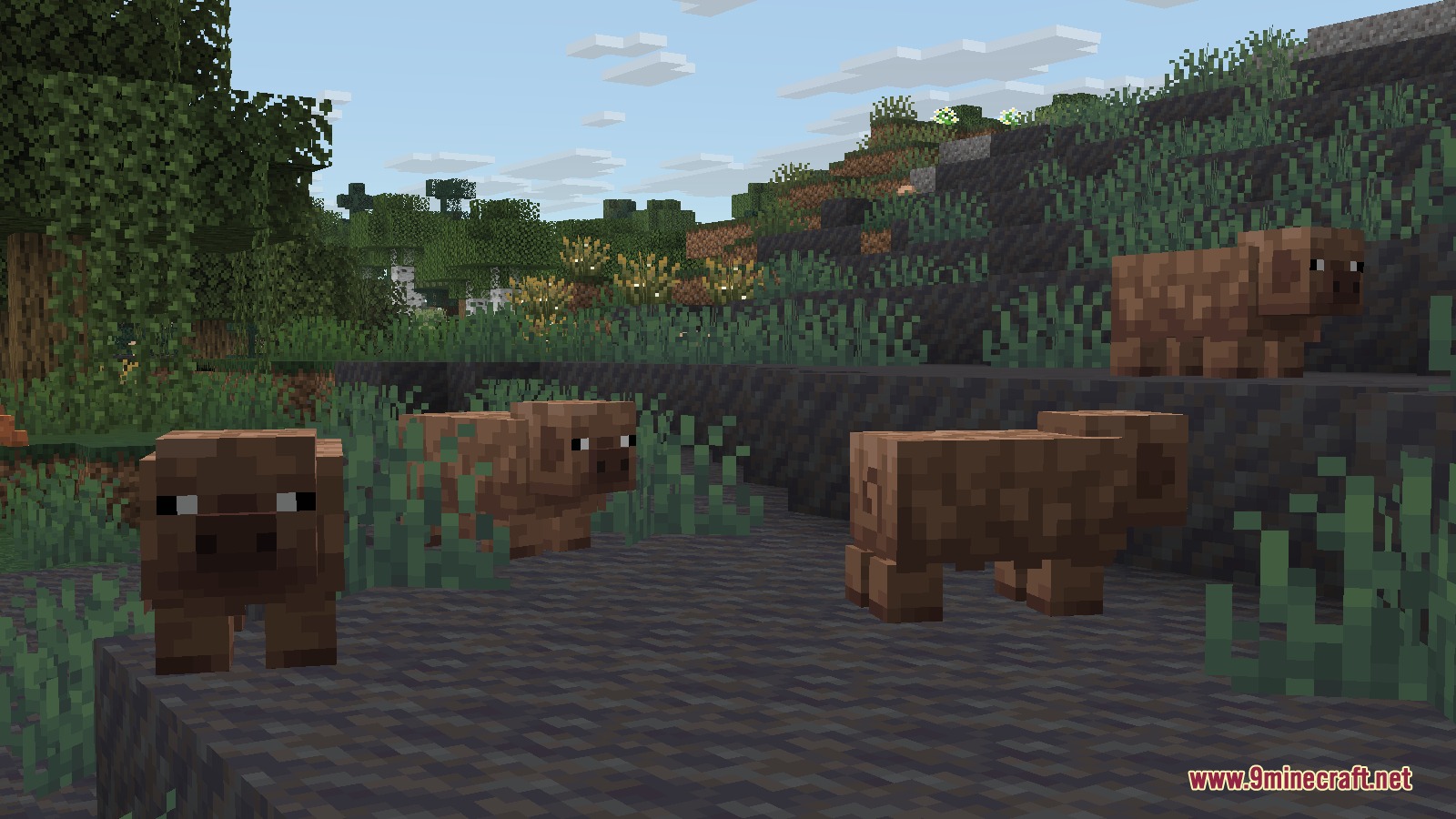 A group of brown pigs with unique textures standing on dark muddy ground