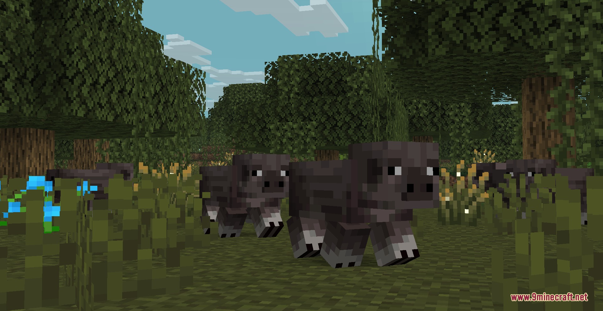 Two dark grey pigs walking through tall grass in a forest biome