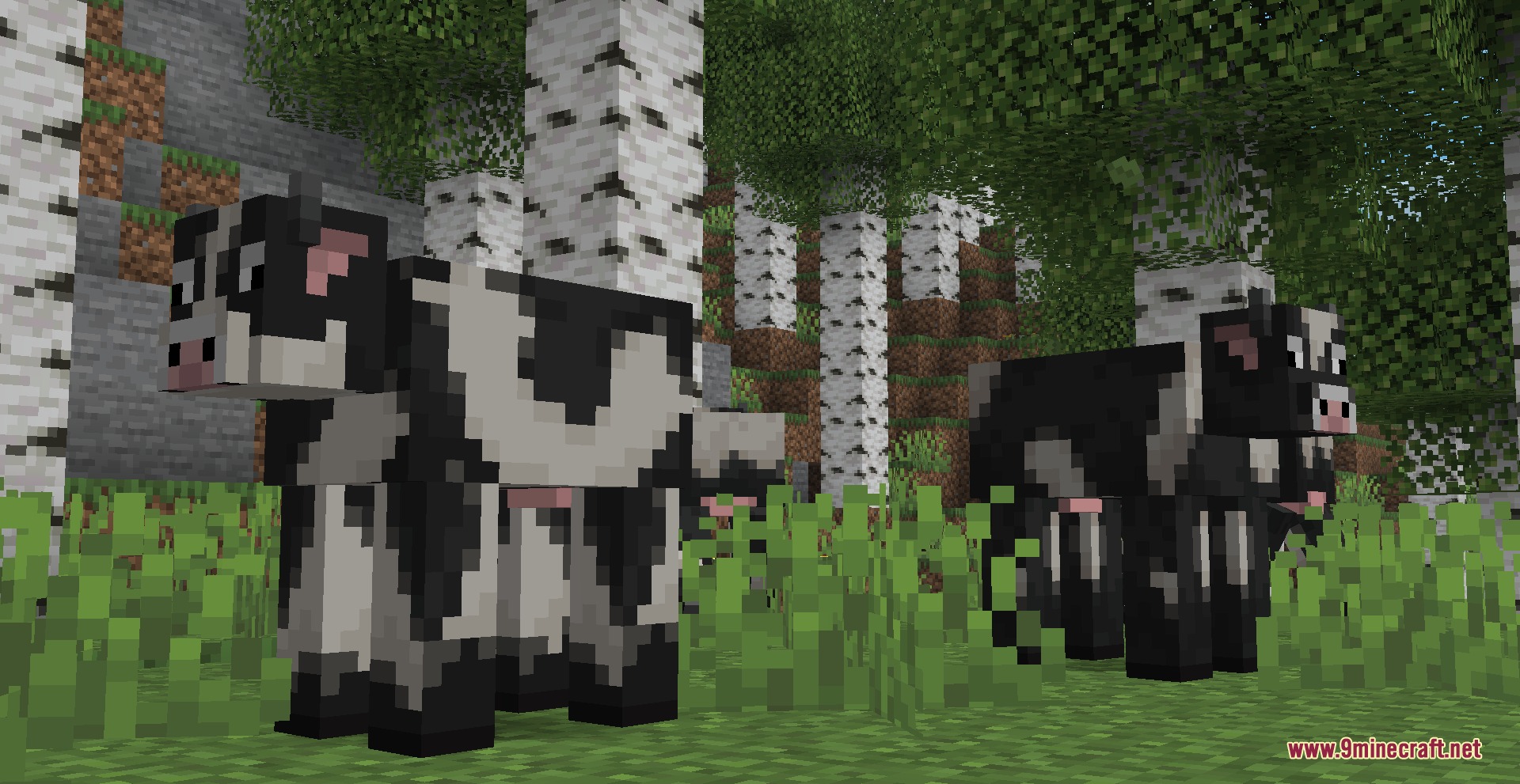 Two black and white cows standing in a birch forest biome