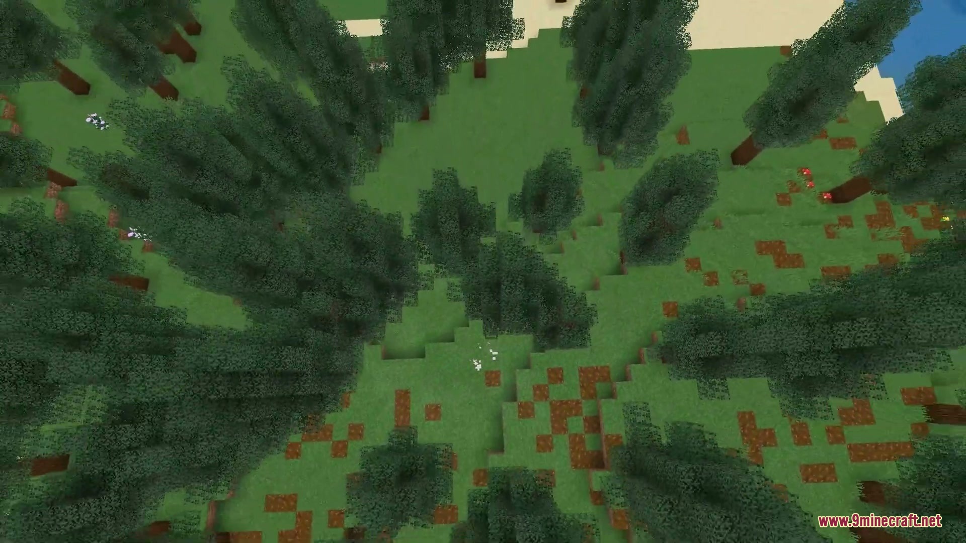 Cinematic Respawn Mod Screenshot 7 High angle view of a spruce forest with tall trees and grass