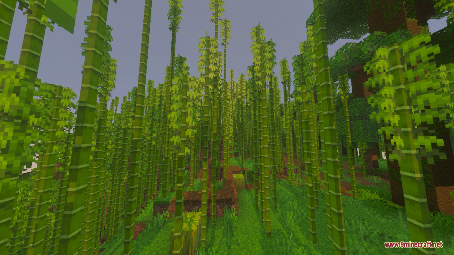Clear Sight Shader Screenshot 9 Dense bamboo forest with tall stalks and green leaves in Minecraft