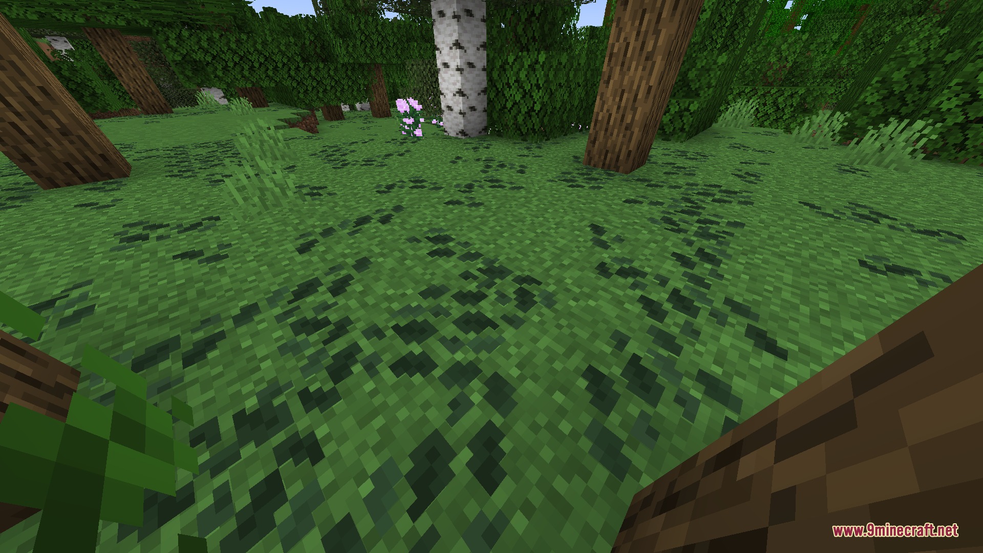 Colored Leaf Litter Resource Pack Screenshot 2 Dark green leaf litter scattered on the grass floor of a forest biome