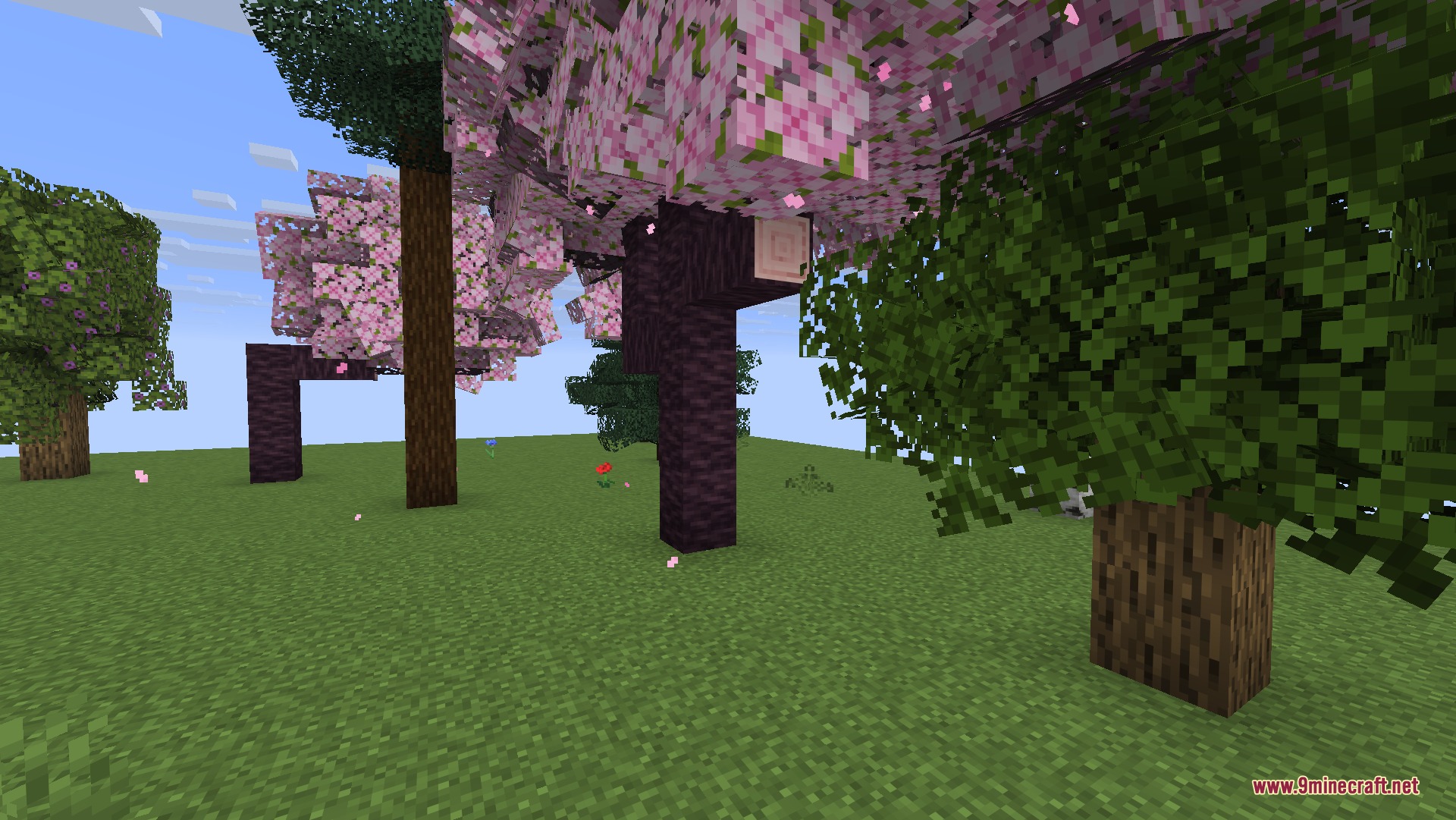 Lush cherry and oak trees with bushy leaves in a grassy field
