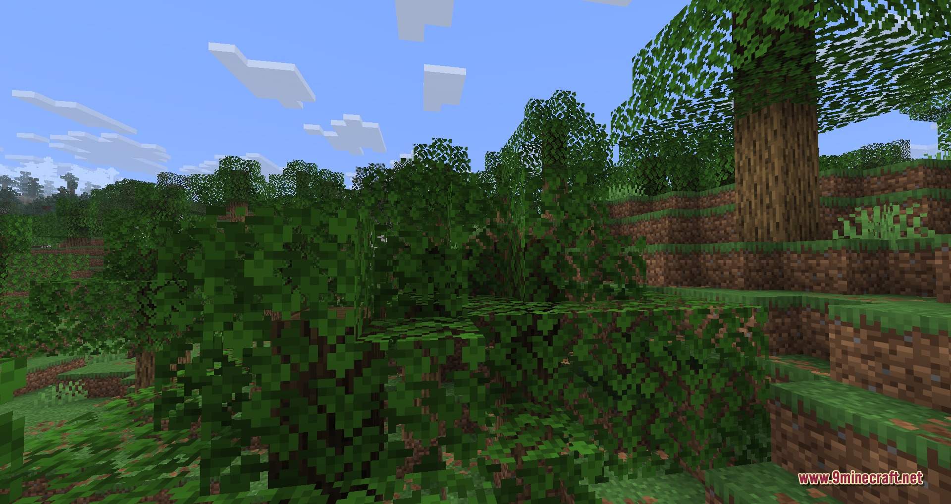 Close up view of leaf blocks in a forest showing the optimization