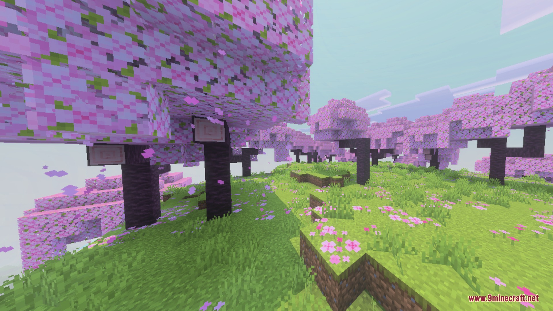 Cherry blossom trees with pink leaves in a lush green flower field