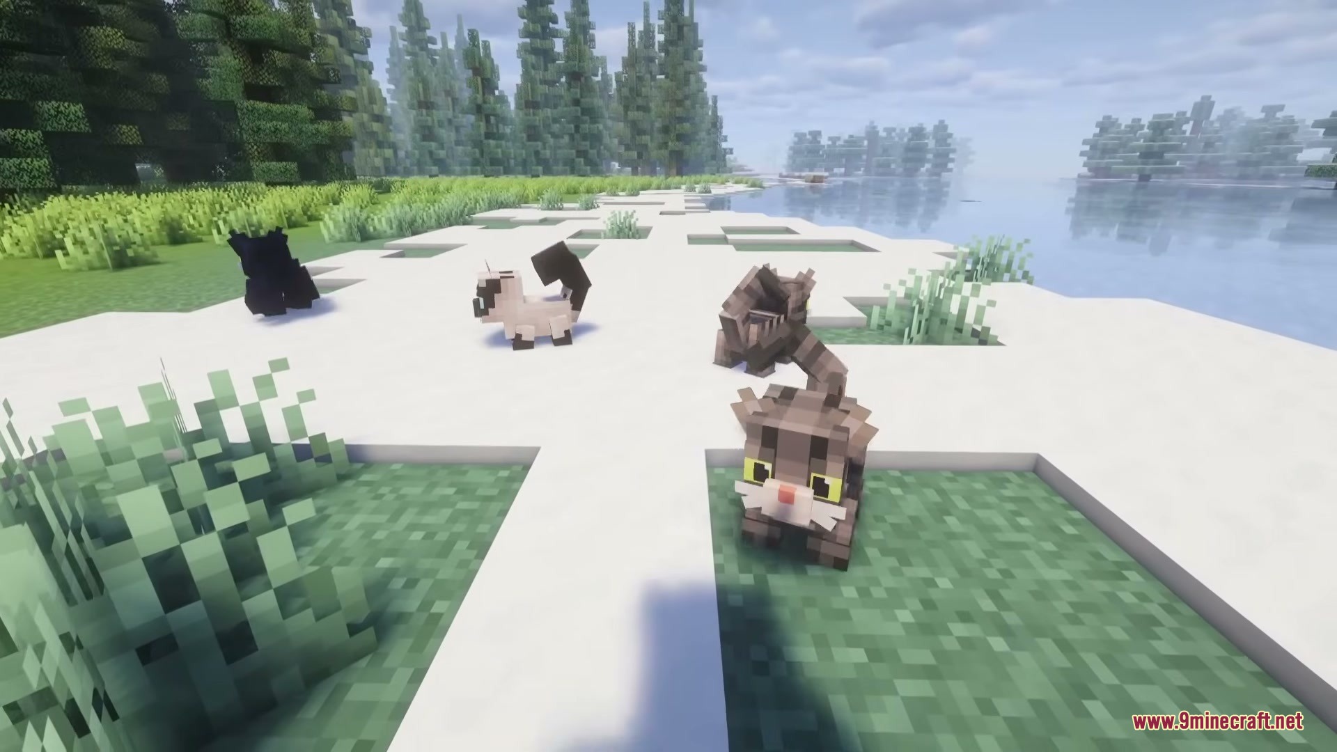 Cute Cats Mod Screenshot 1 Several cute cats with different patterns standing on a white path near water