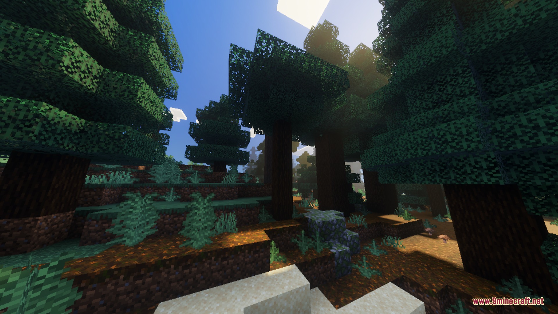 Cyrus Shaders Screenshot 8 Sunbeams filter through tall spruce trees in a dense and atmospheric forest
