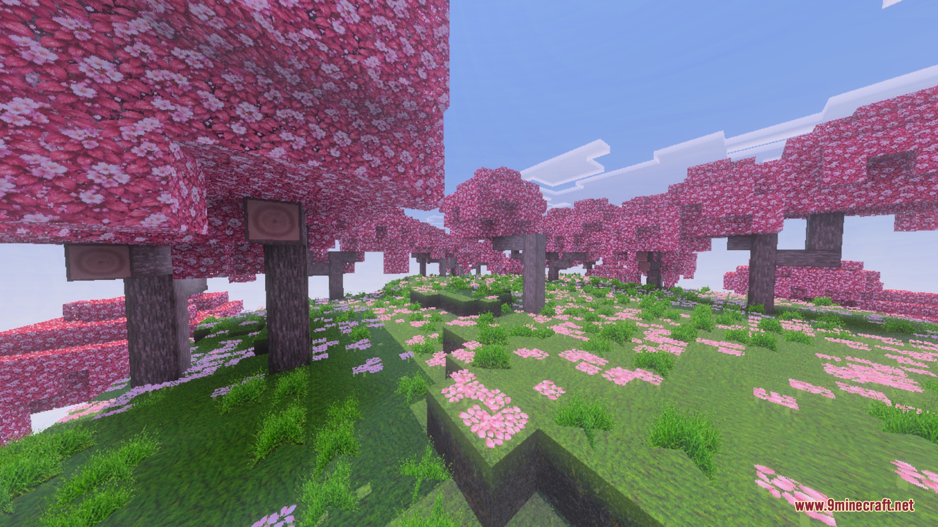 Beautiful cherry blossom grove with pink trees and petals on the ground