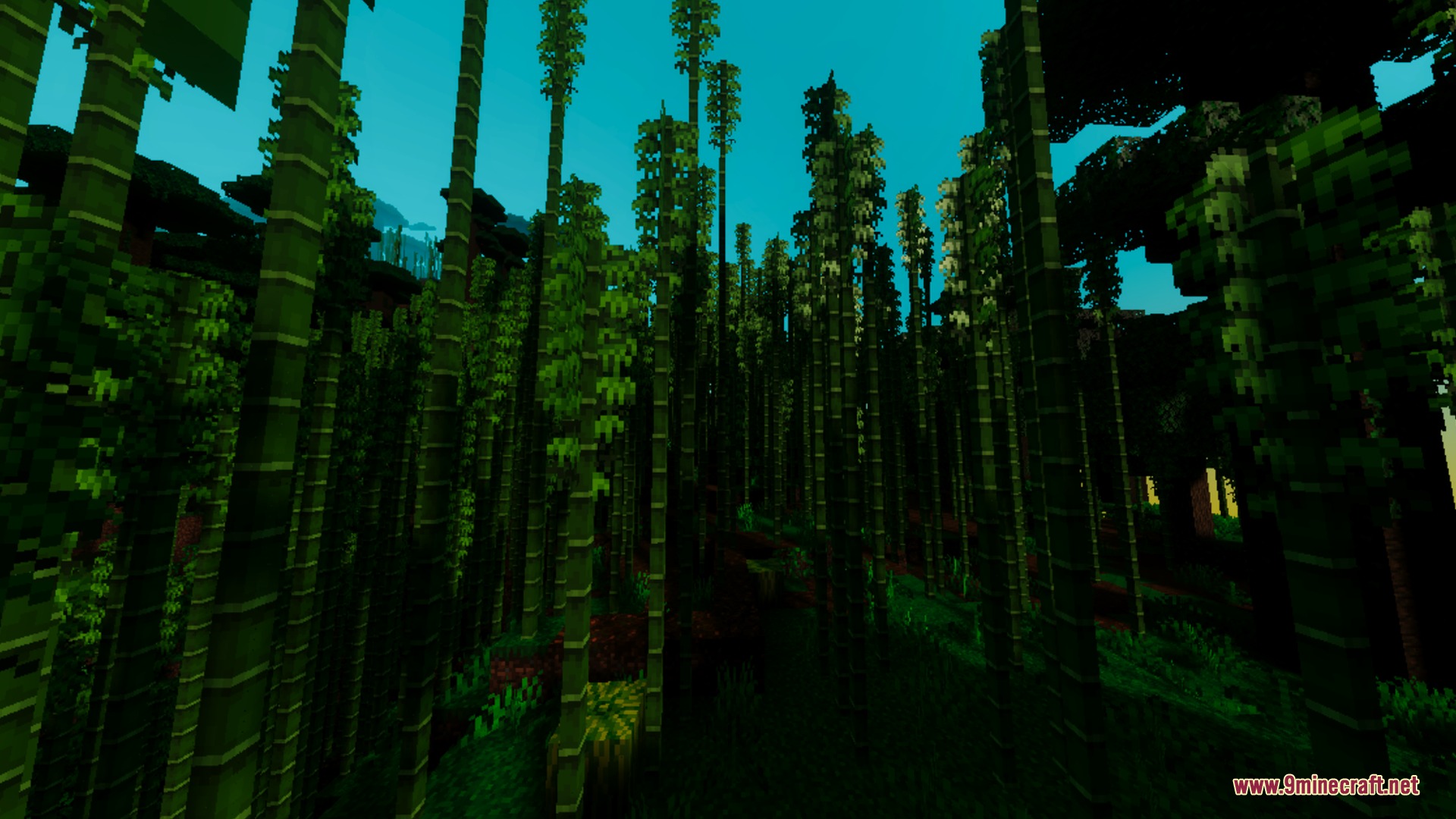 Dense bamboo stalks reach toward a bright blue sky in a forest