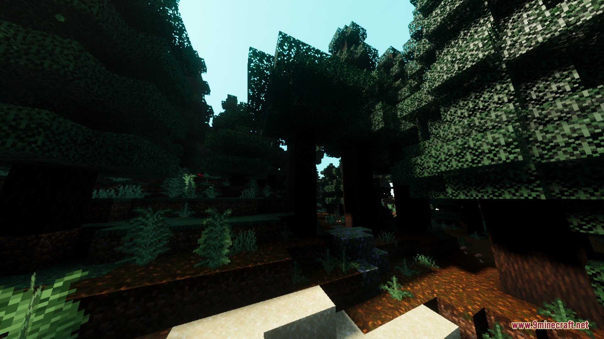 Sunlight filtering through tall trees in a dense forest with soft shadows